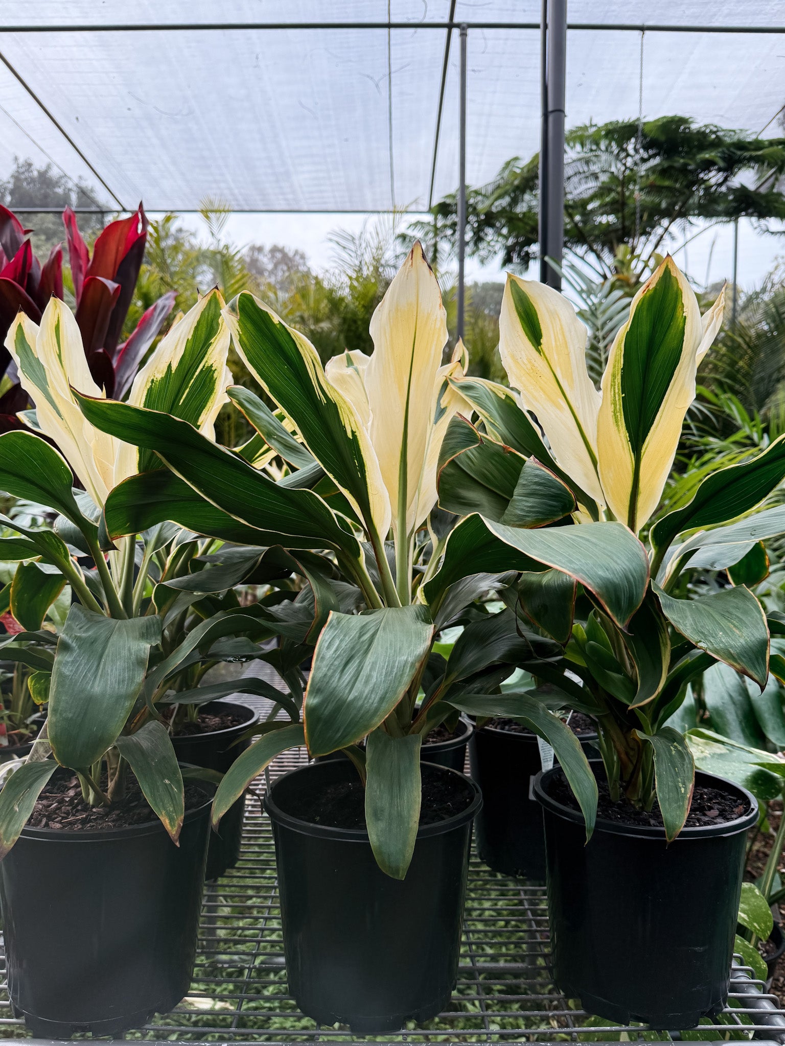 Cordyline fruticosa 'Tropic Snow' (Ti Plant)