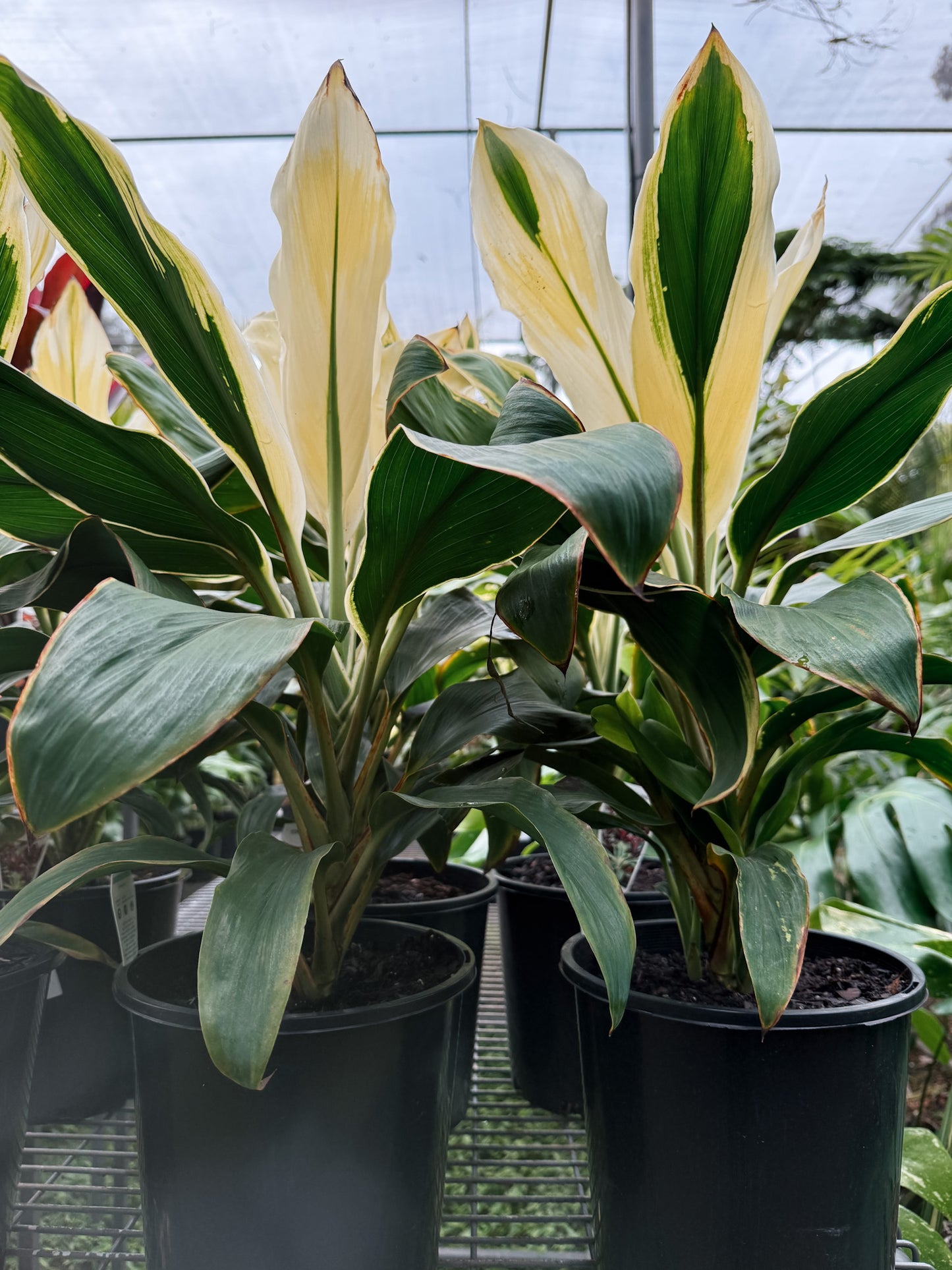 Cordyline fruticosa 'Tropic Snow' (Ti Plant)