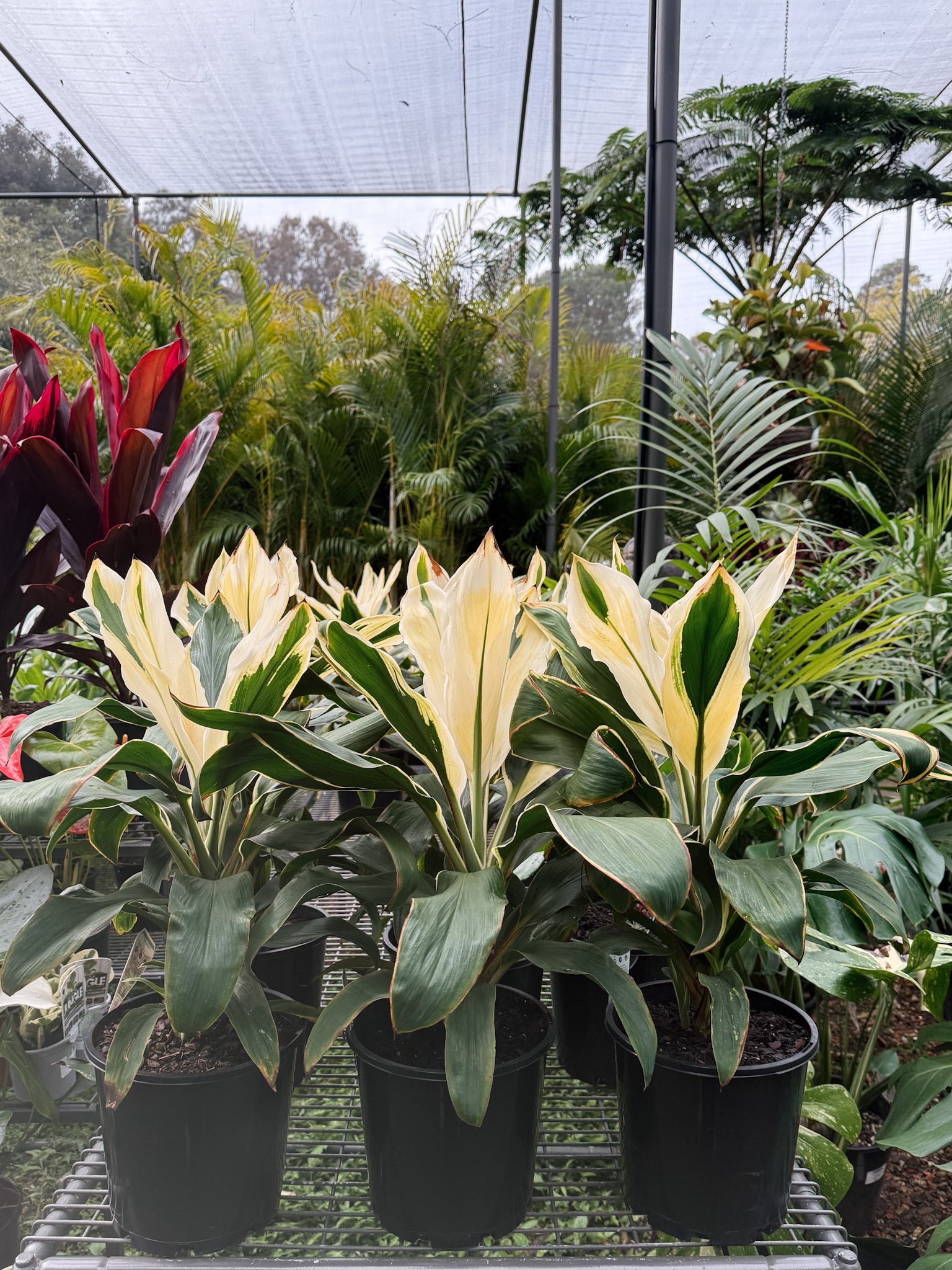 Cordyline fruticosa 'Tropic Snow' (Ti Plant)