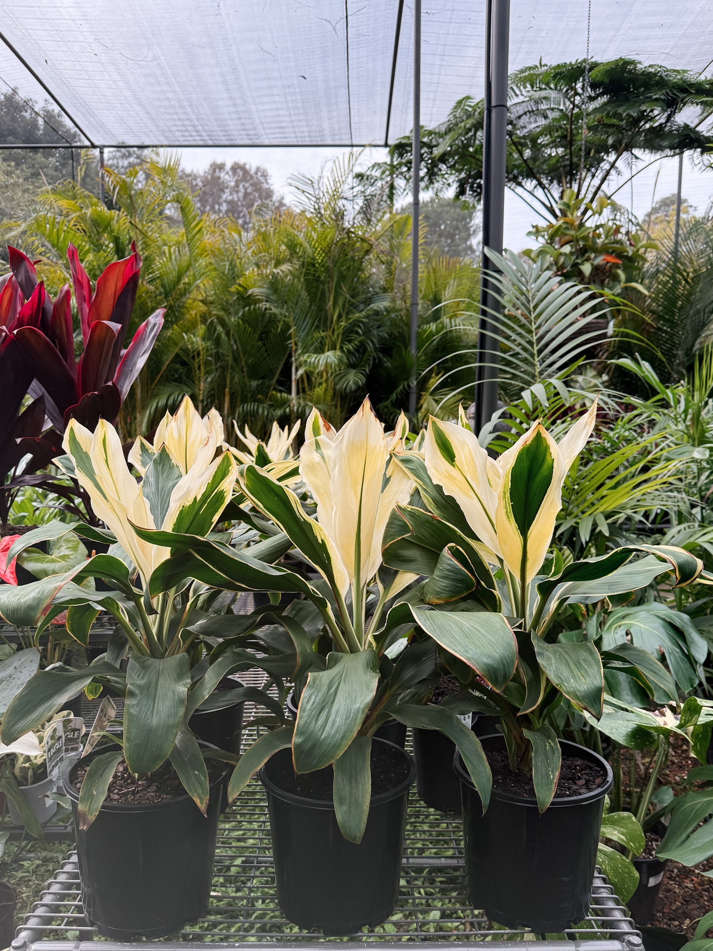 Cordyline fruticosa 'Tropic Snow' (Ti Plant)