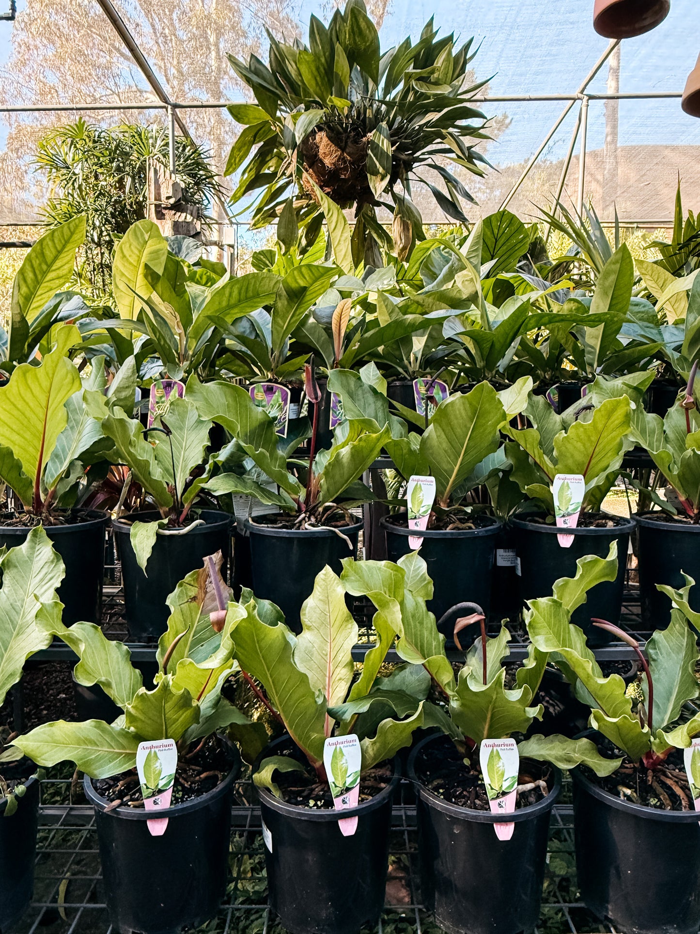 Anthurium hookerii 'Pink Ruffles' (Anthurium)