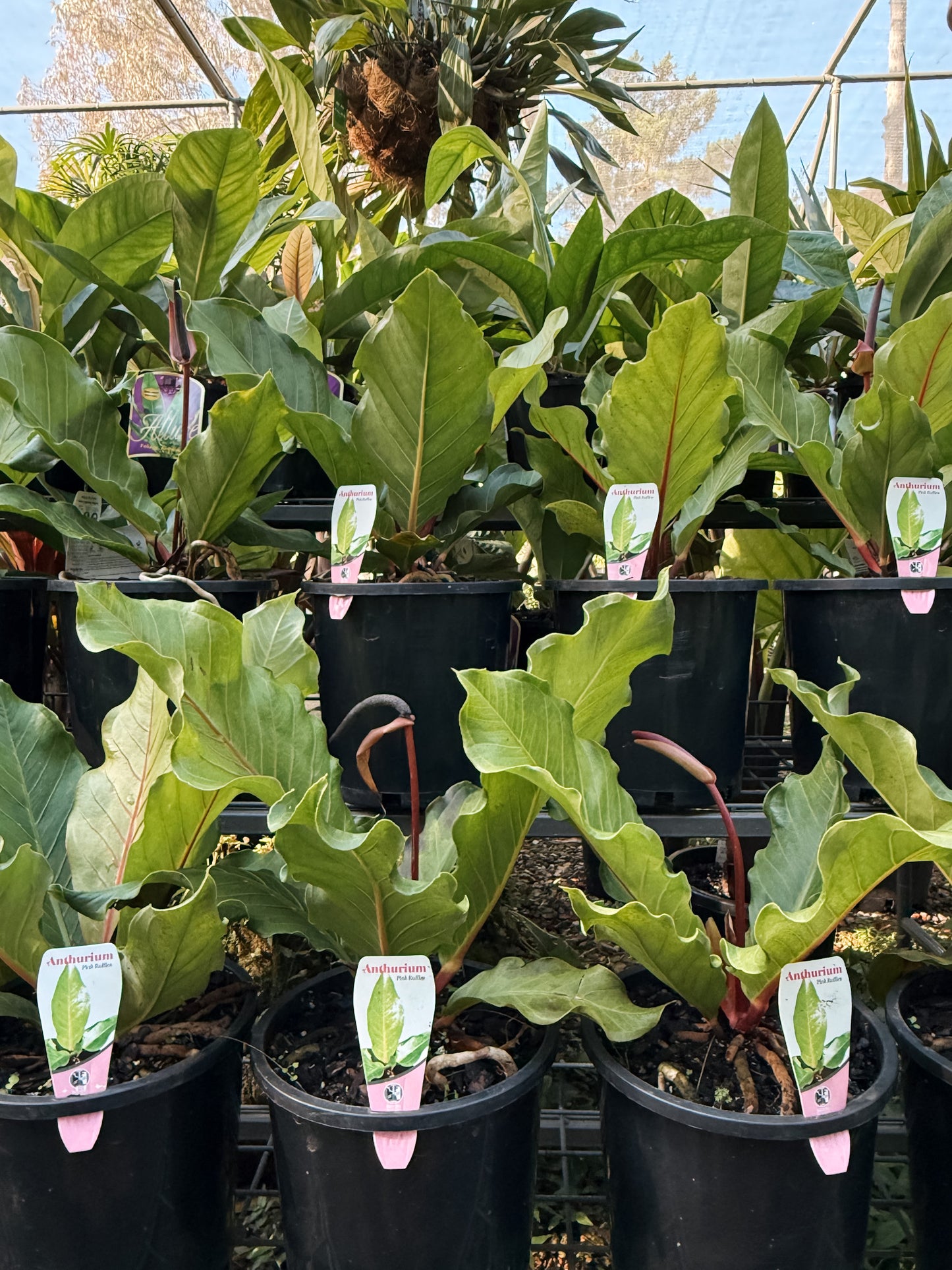 Anthurium hookerii 'Pink Ruffles' (Anthurium)