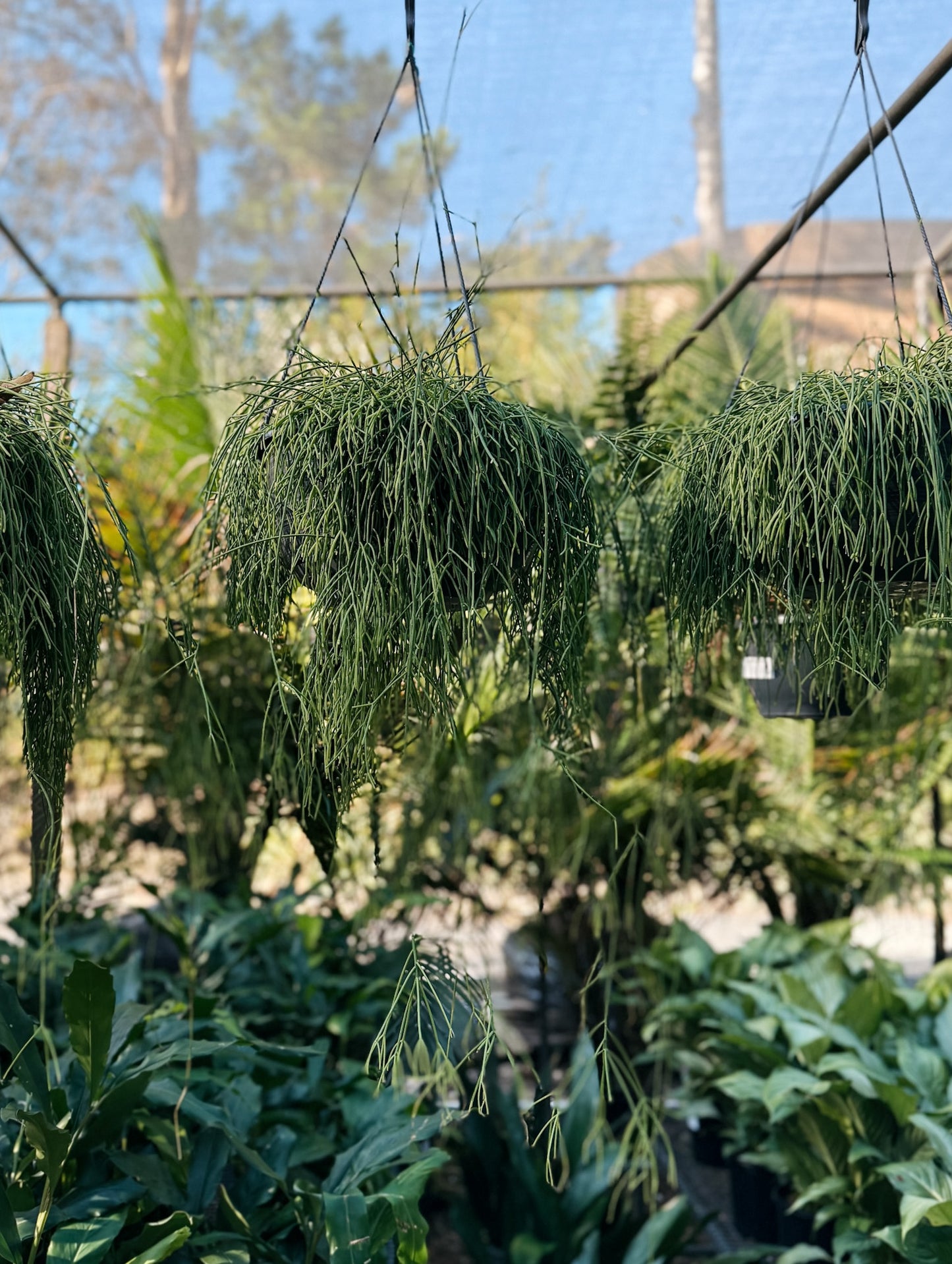 Rhipsalis Fine (Mistletoe Cactus)