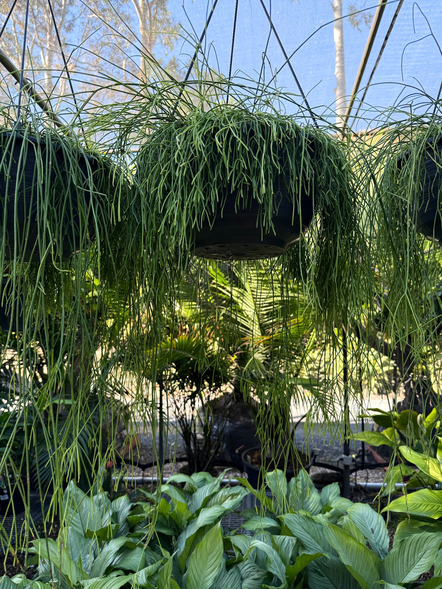 Rhipsalis Fine (Mistletoe Cactus)