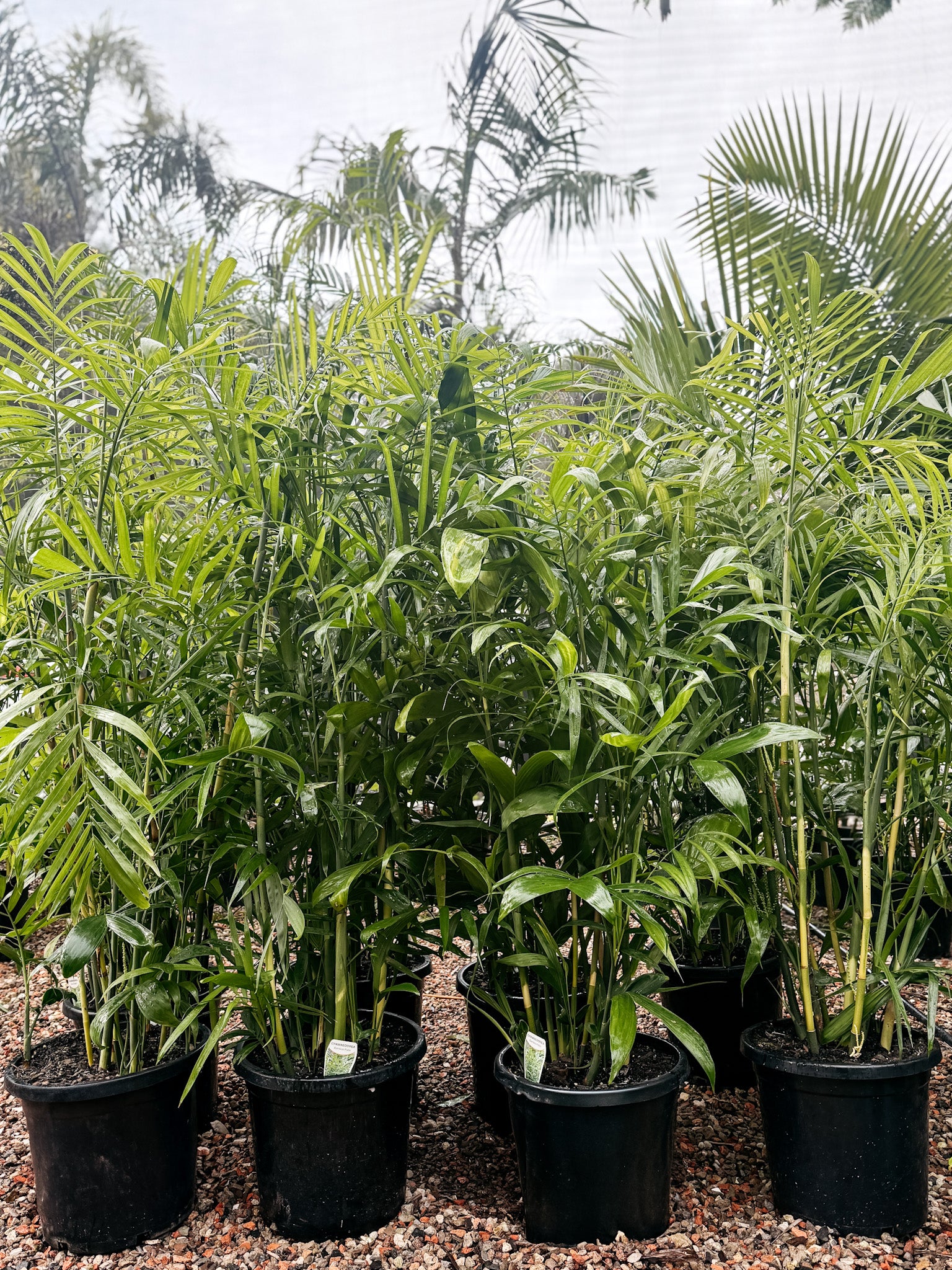 Bamboo Palm (Chamaedorea seifrizii)