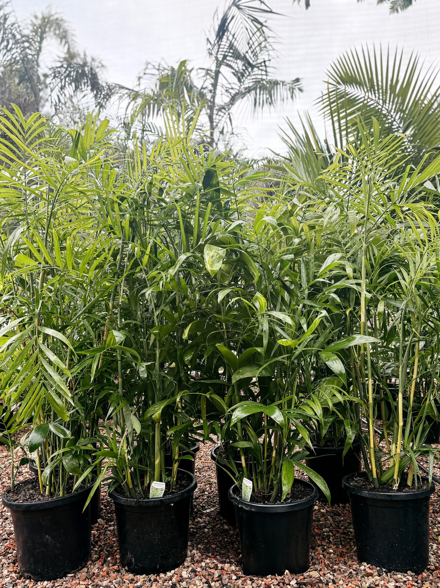 Bamboo Palm (Chamaedorea seifrizii)