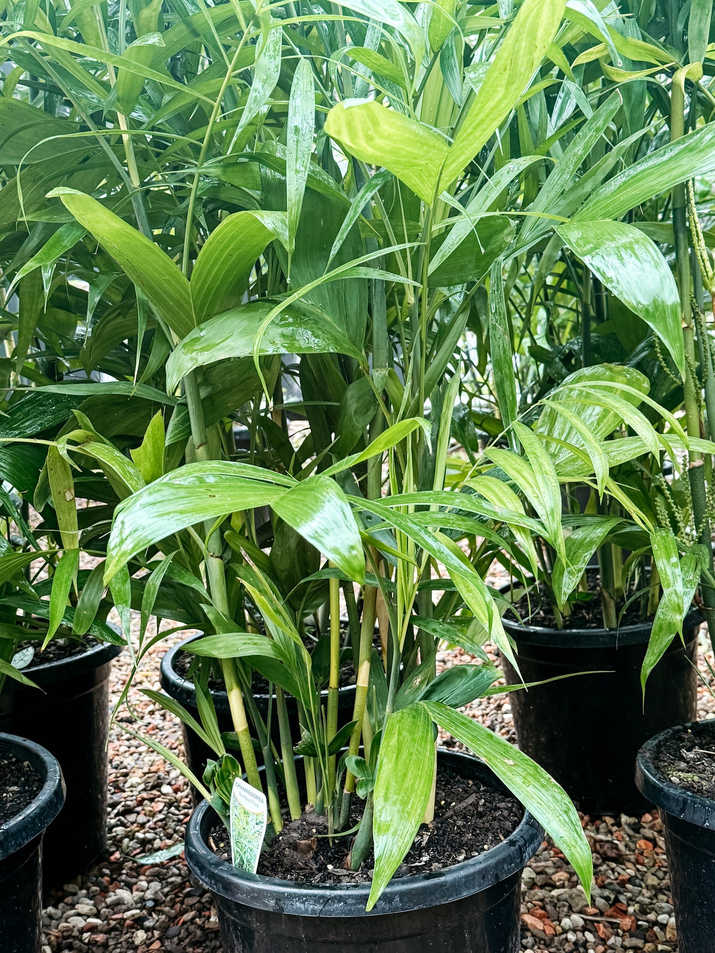 Bamboo Palm (Chamaedorea seifrizii)