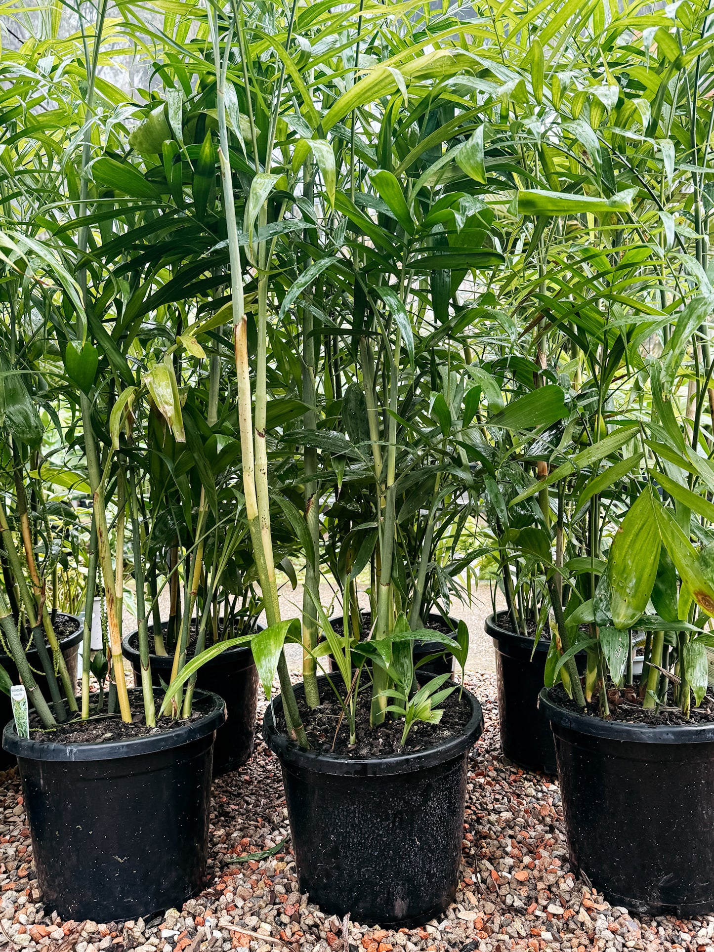 Bamboo Palm (Chamaedorea seifrizii)