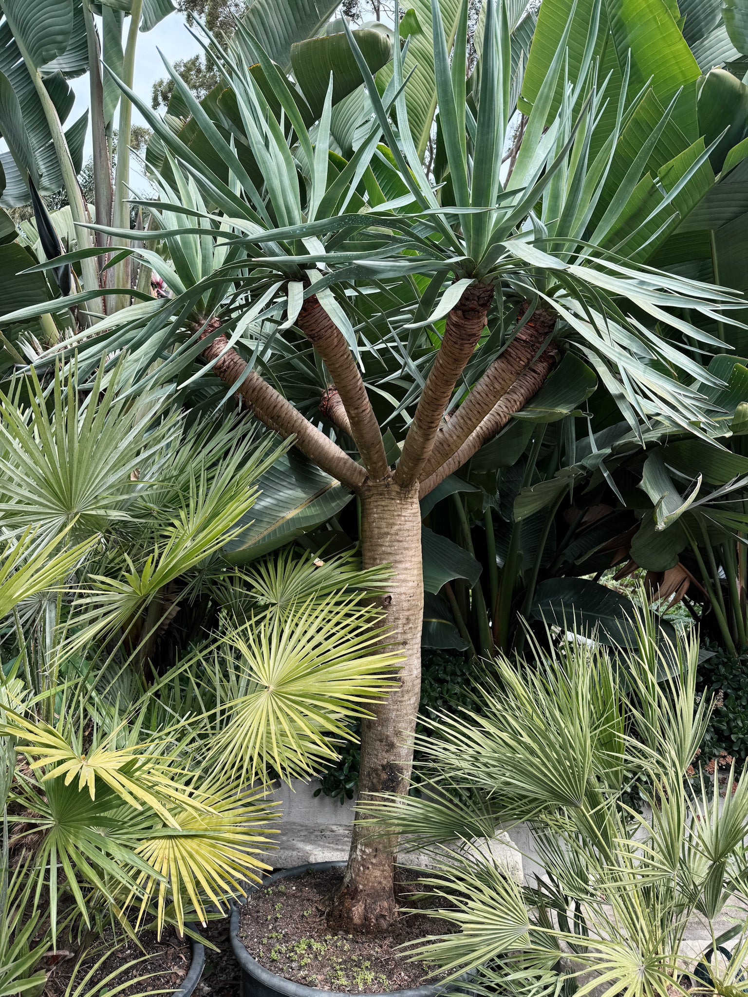 Aged Dracaena draco (Dragon Tree)