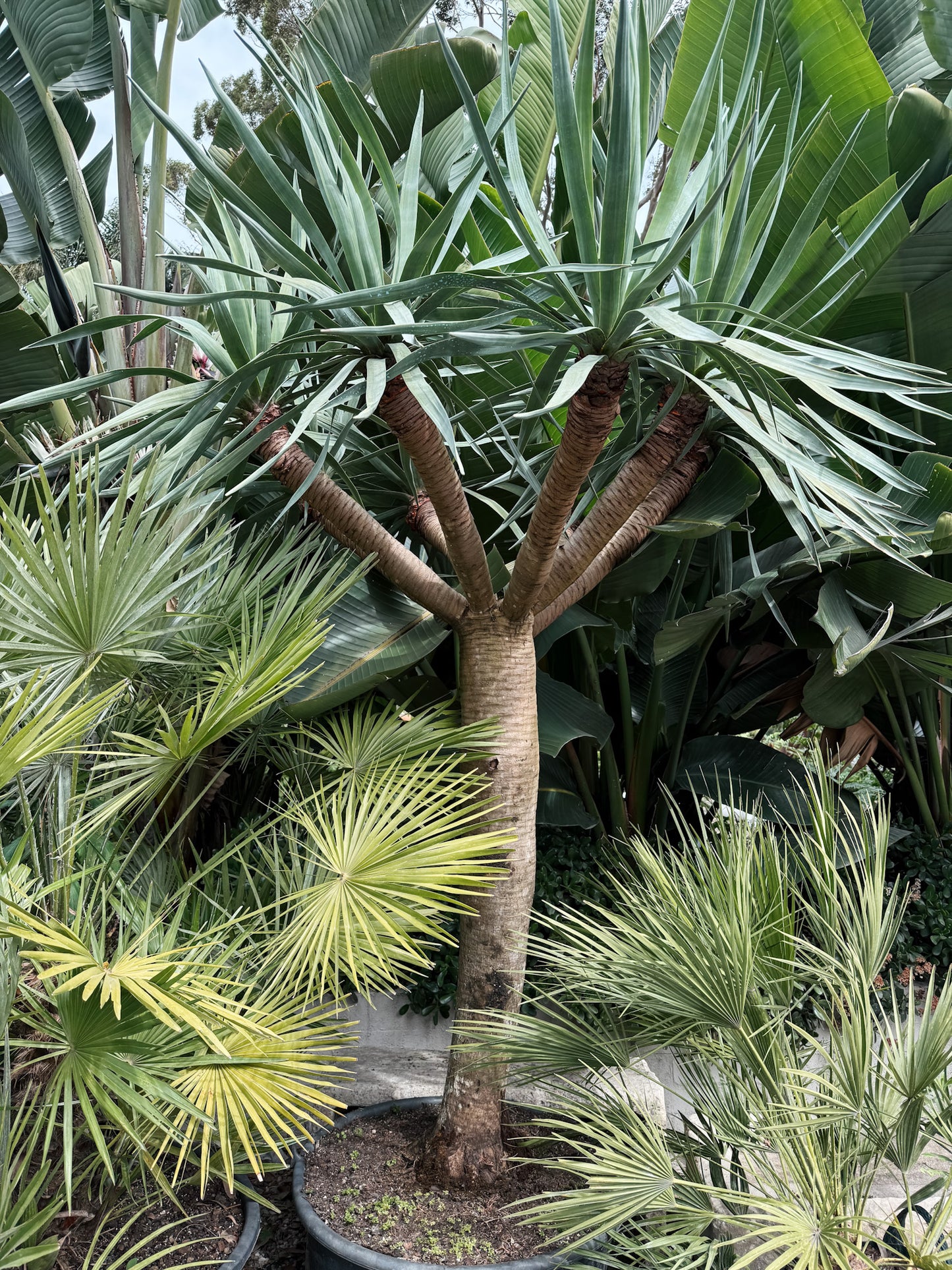 Aged Dracaena draco (Dragon Tree)
