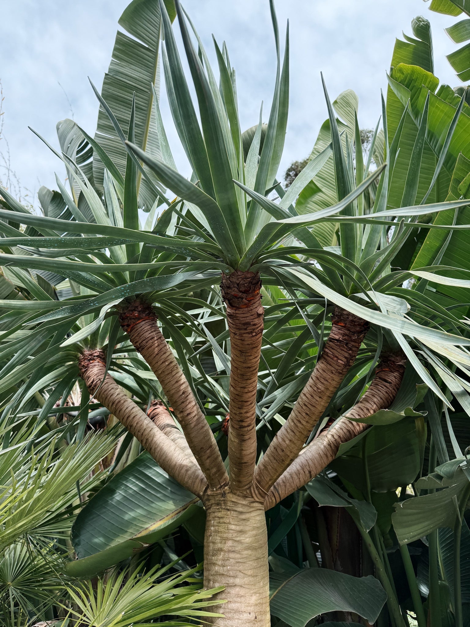Aged Dracaena draco (Dragon Tree)