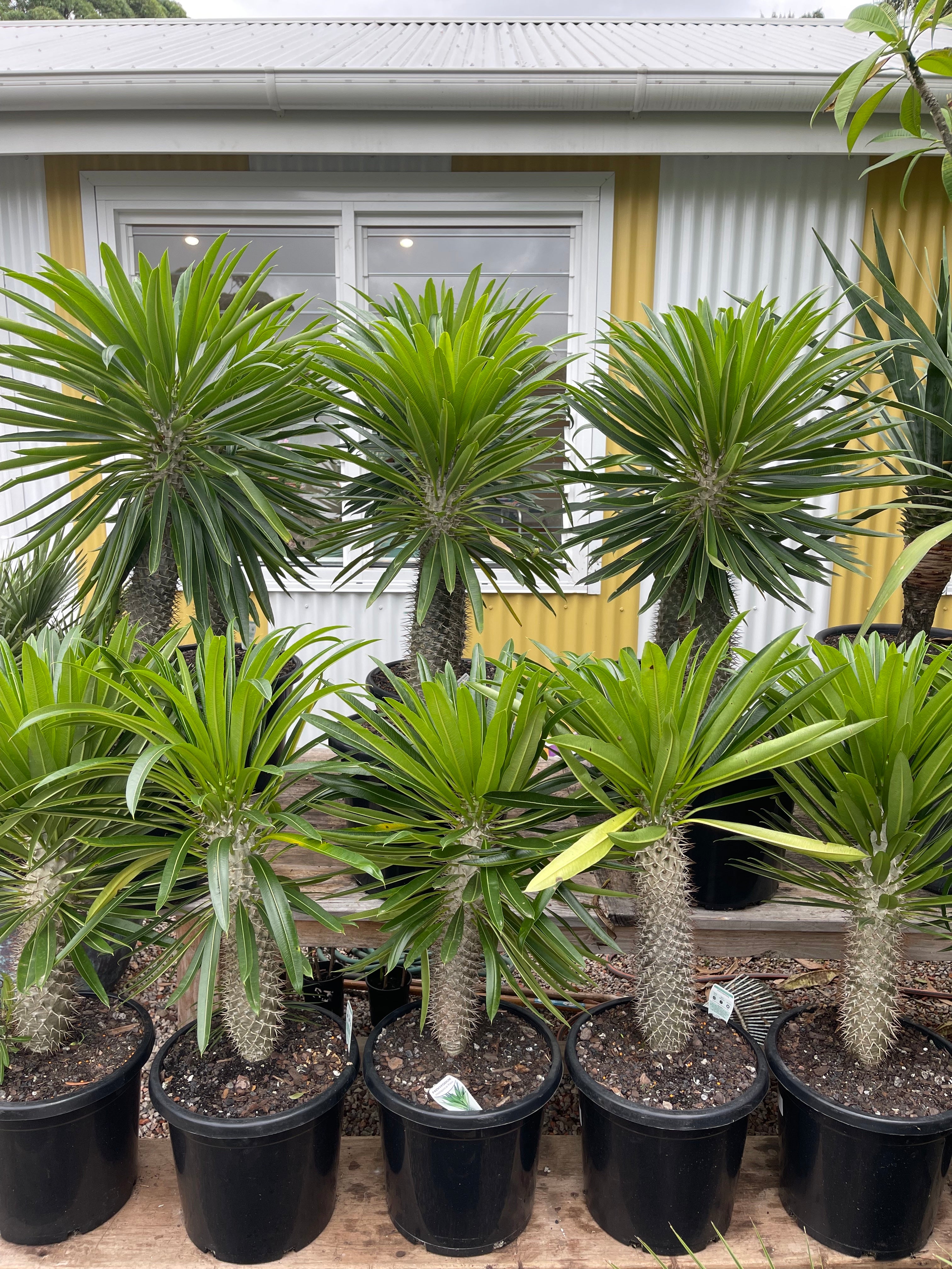 Madagascan Palm (Pachypodium lamerei)