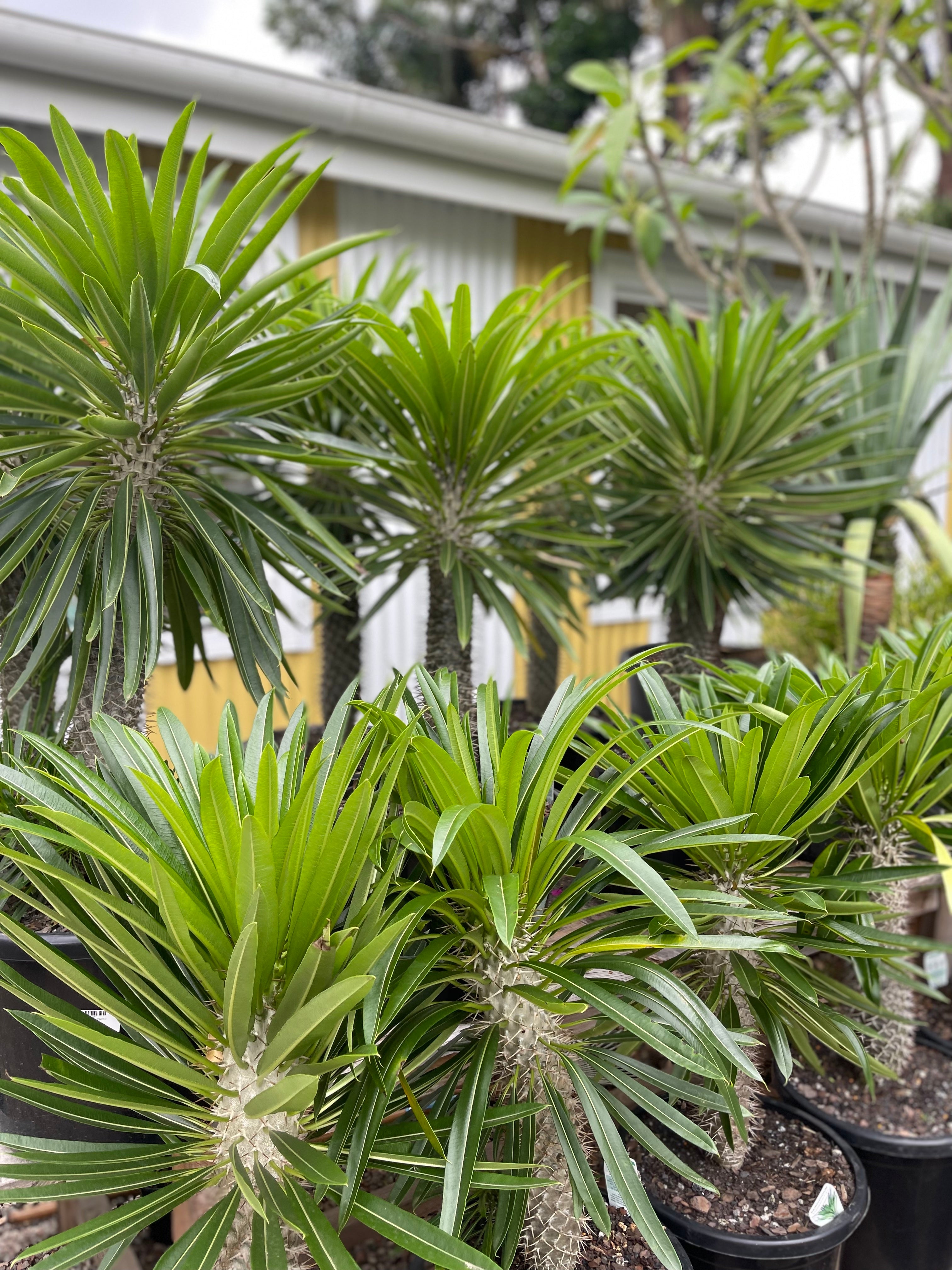 Madagascan Palm (Pachypodium lamerei)