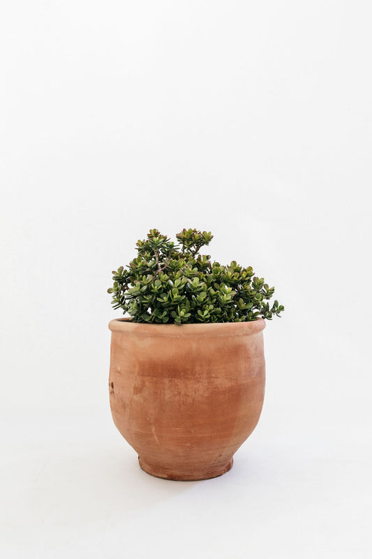 Crassula Succulent 'Miniata'