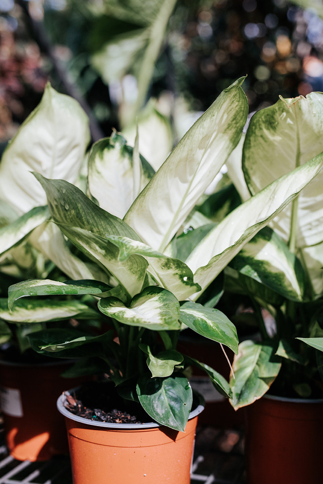 dieffenbachia marianne indoor Dieffenbachia 'Tropic Marianne' (Dumb Cane)