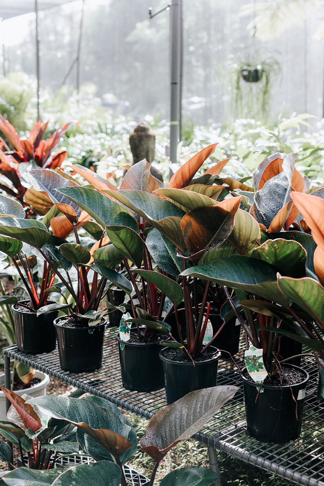 large philodendron rojo congo Philodendron 'Rojo Congo' (Red Congo Philodendron)