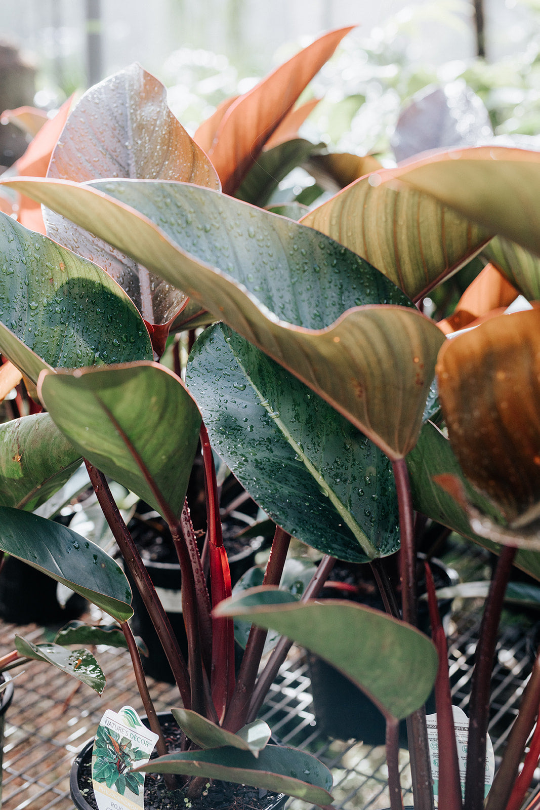 philodendron congo rojo red Philodendron 'Rojo Congo' (Red Congo Philodendron)