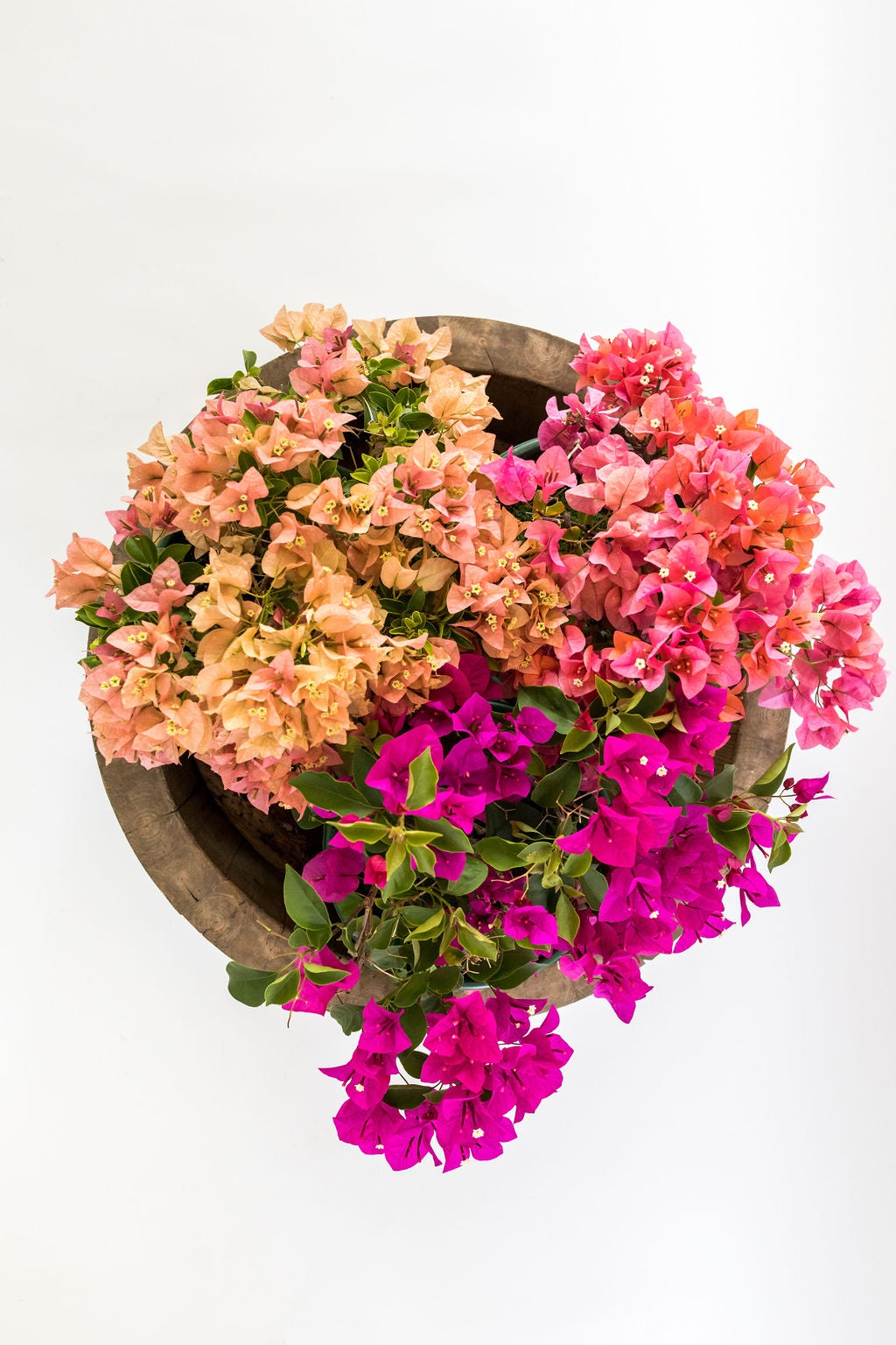Bougainvillea