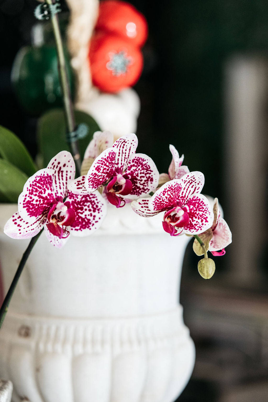 Orchid ( Phalaenopsis )