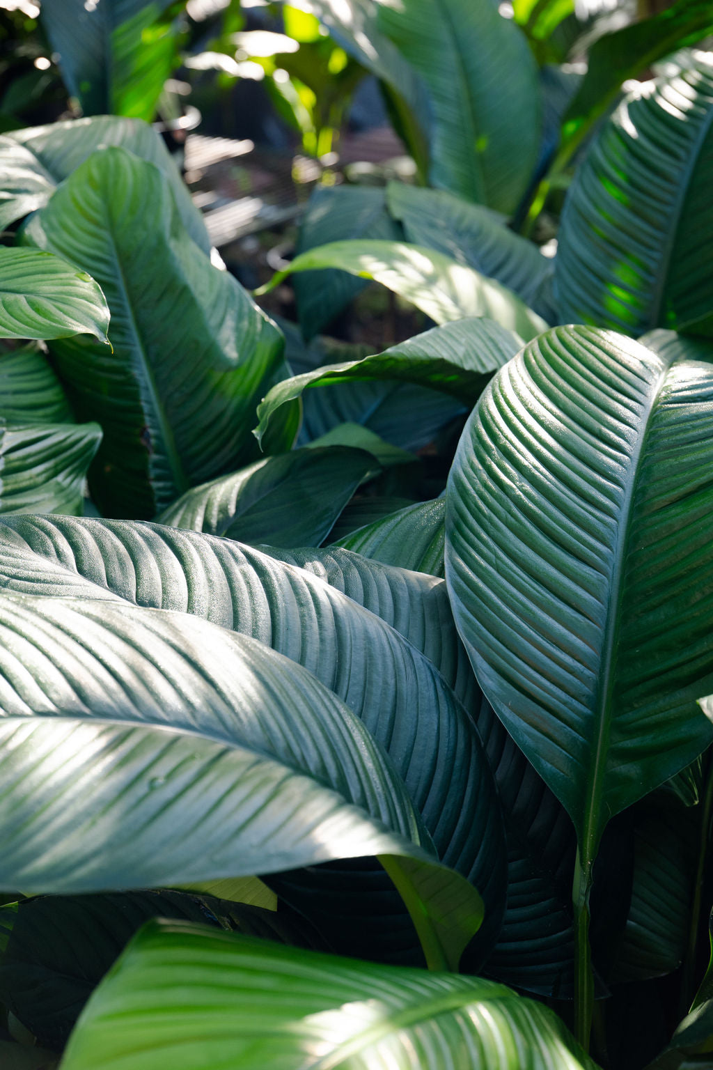 peace lily giant Giant Peace Lily (Spathiphyllum 'Sensation')