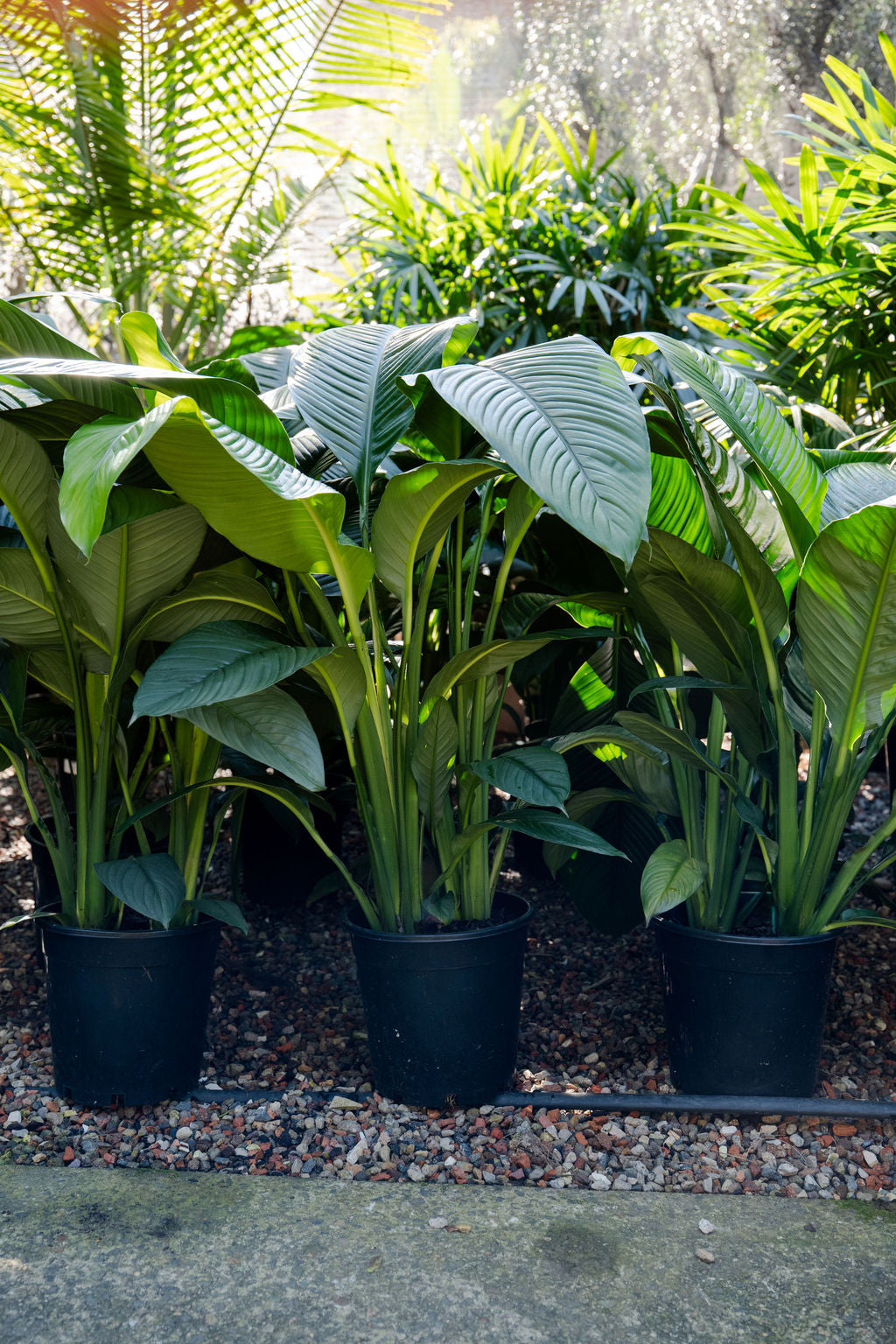 peace lily varieties australia Giant Peace Lily (Spathiphyllum 'Sensation') – The Palms Sydney