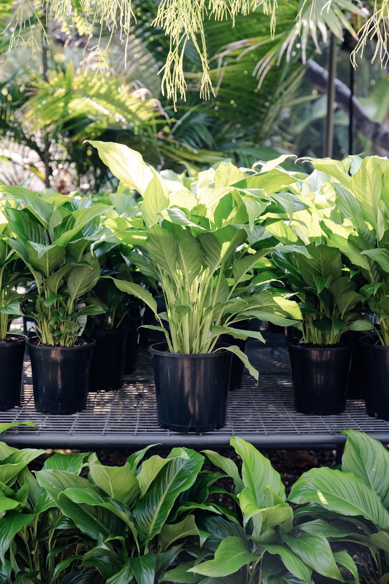Spathiphyllum 'Romano' (Peace Lily)
