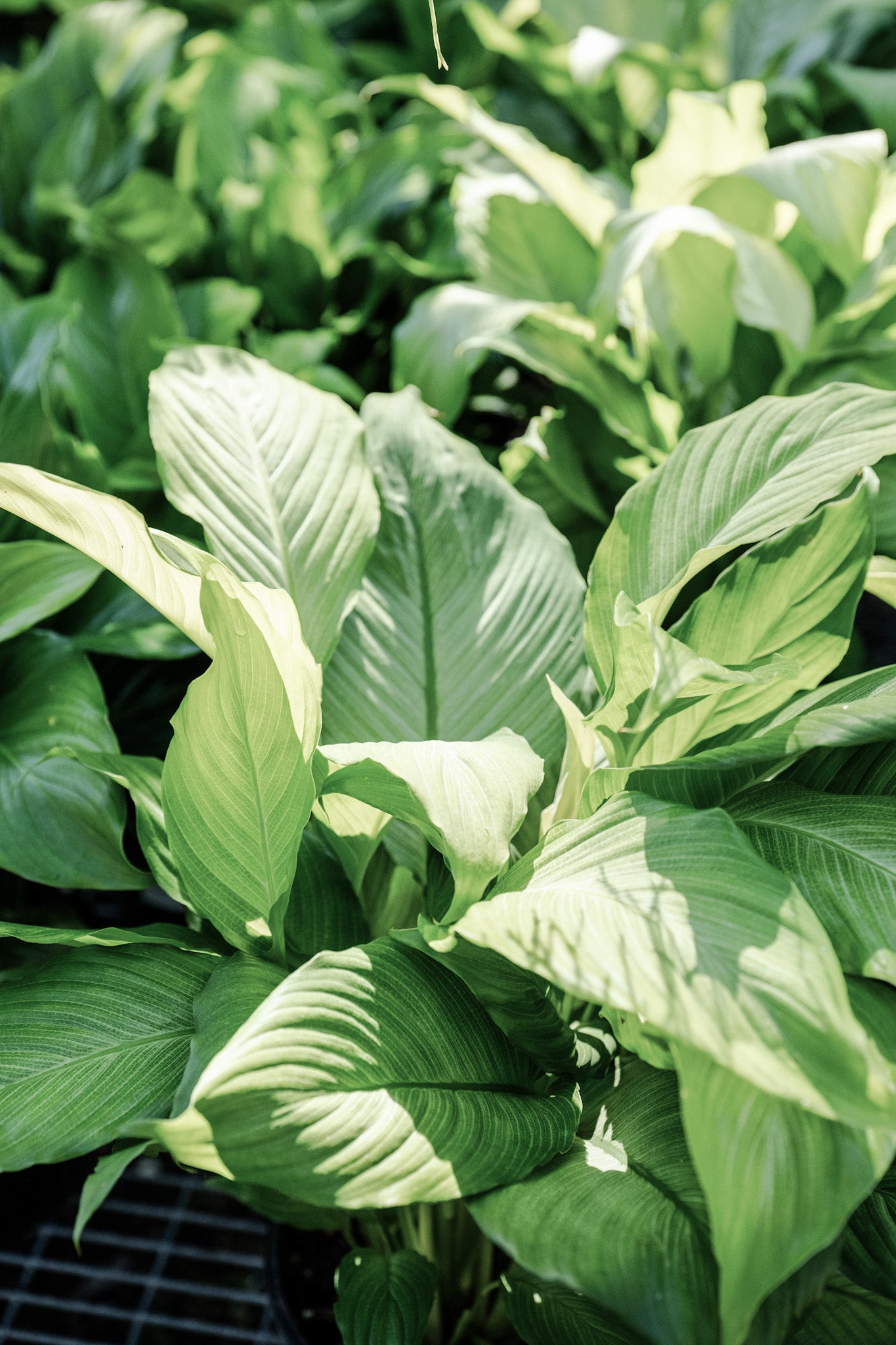 Spathiphyllum 'Romano' (Peace Lily)