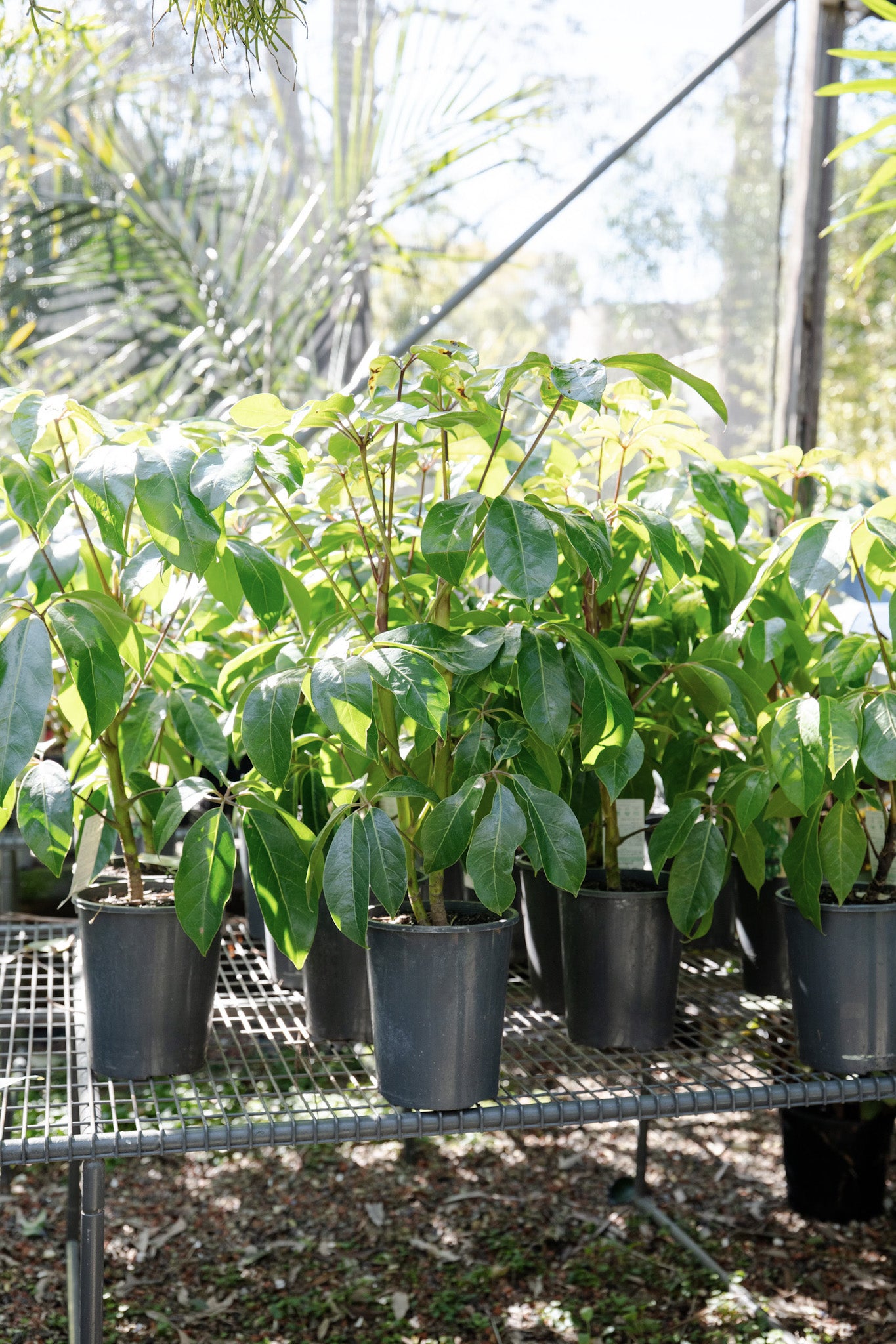 Schefflera 'Amate' (Umbrella Tree)