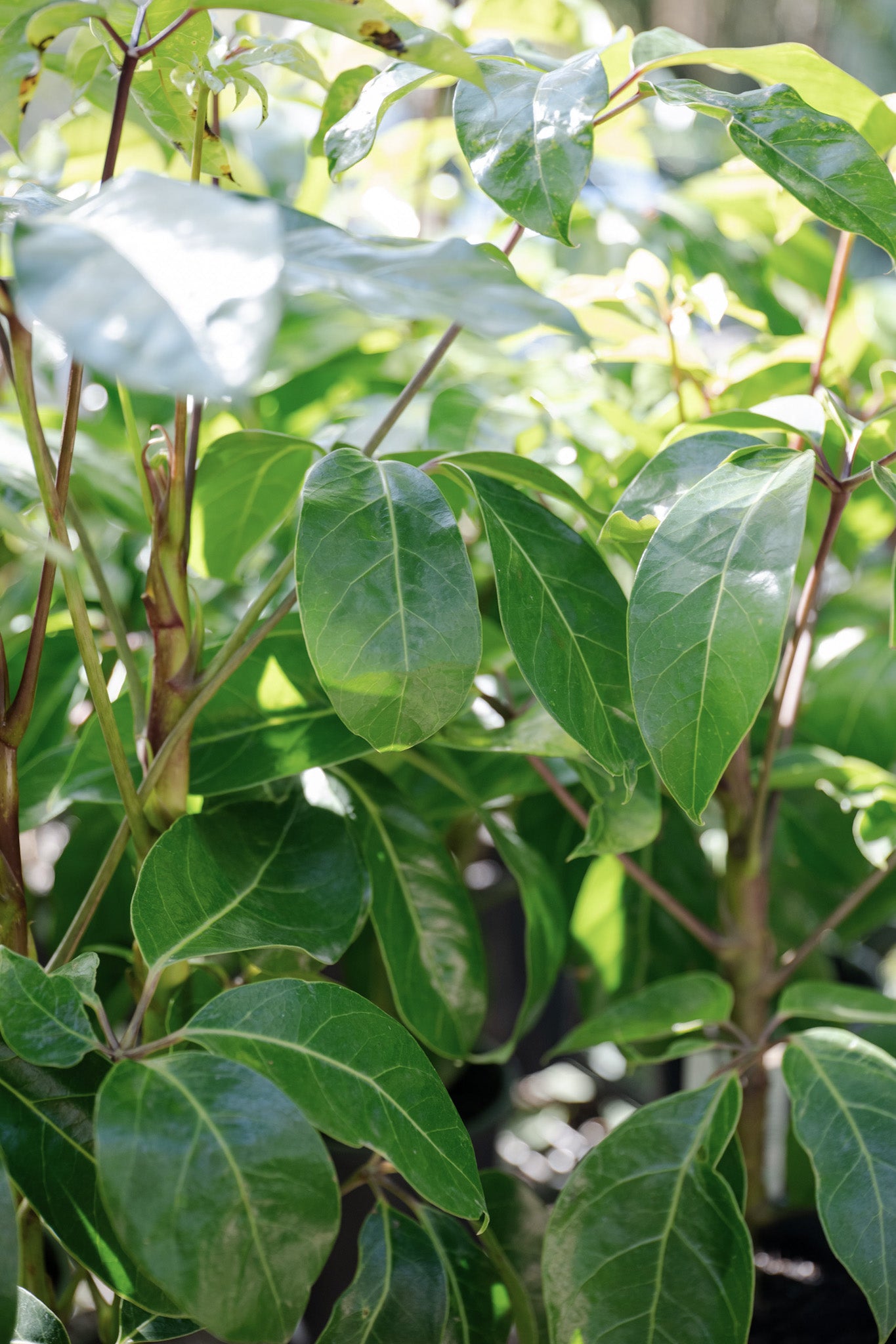 Schefflera 'Amate' (Umbrella Tree)