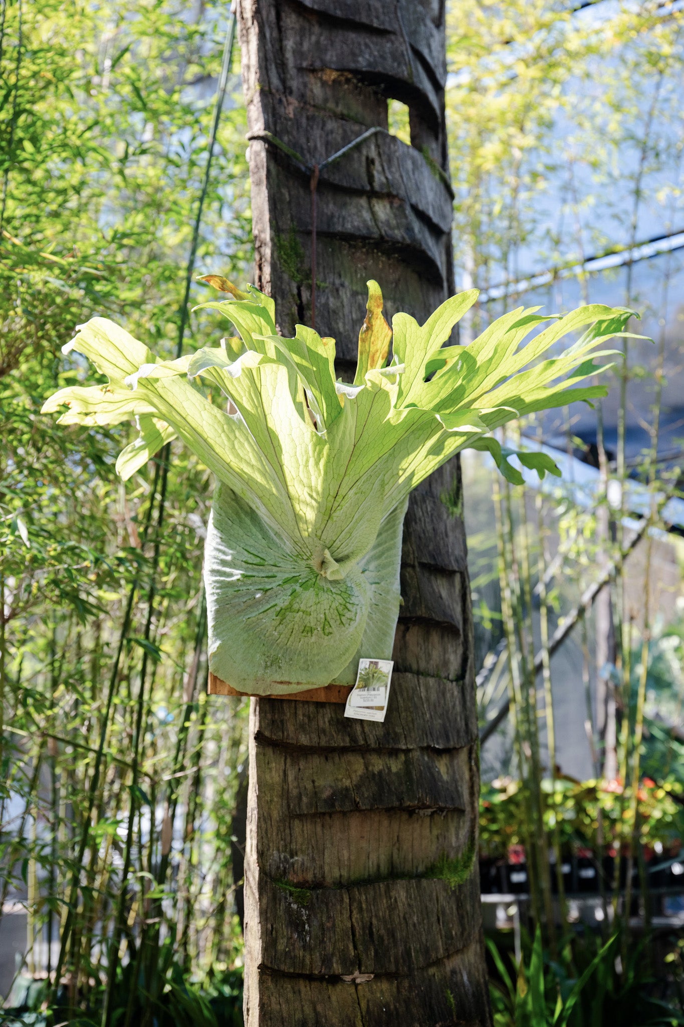 Staghorn (Platycerium superbum)