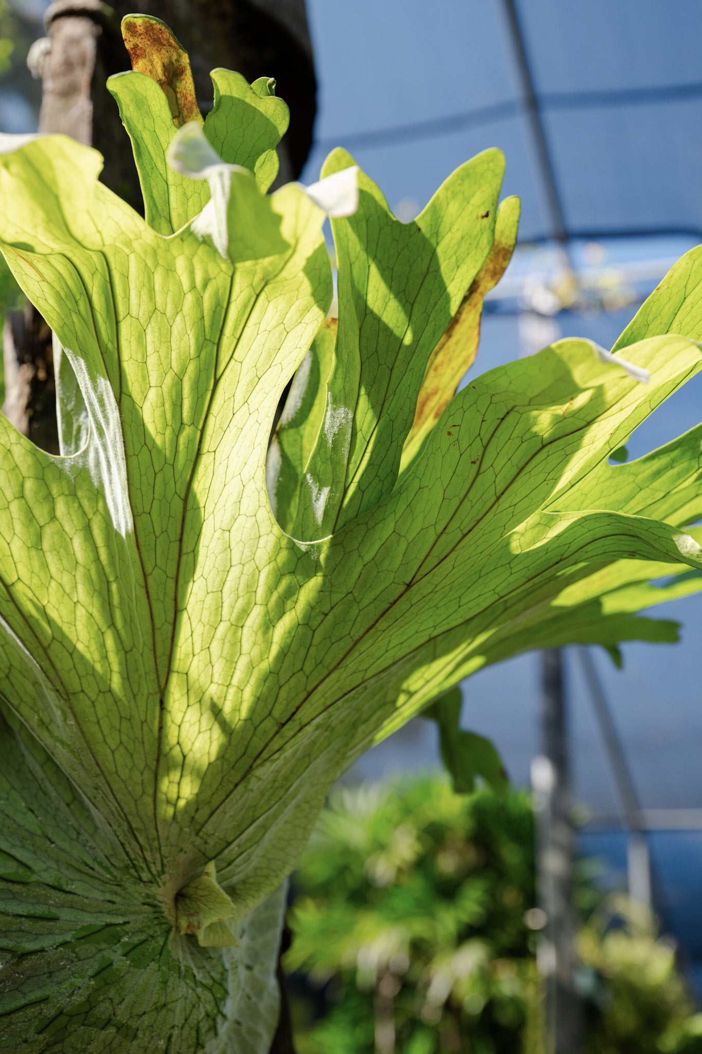 Staghorn (Platycerium superbum)