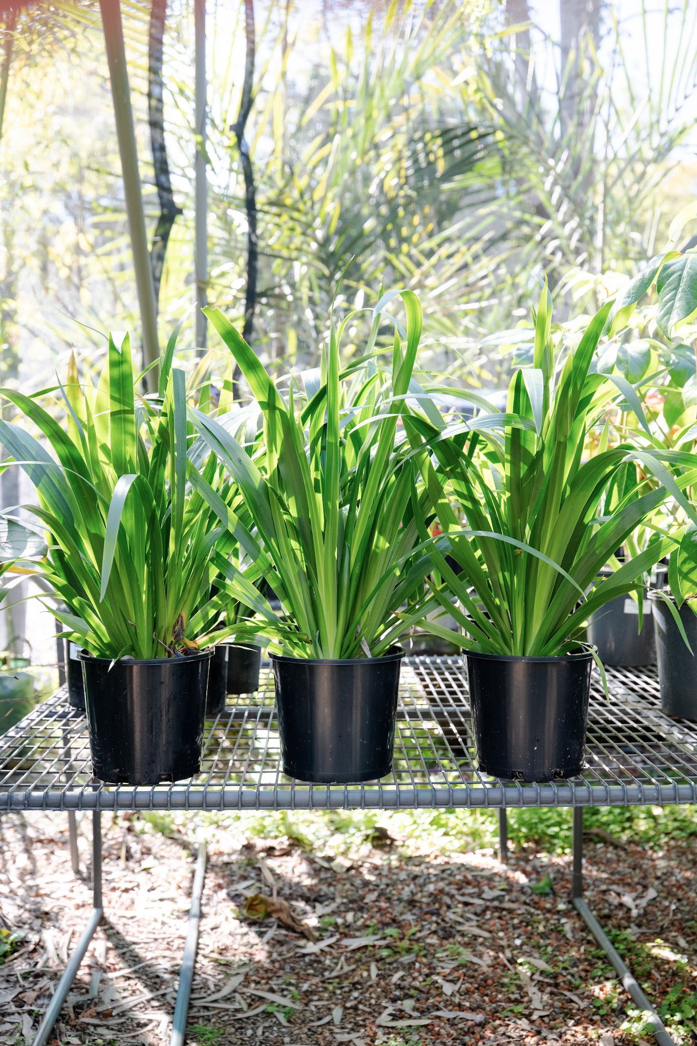 Neomarica northiana (Walking Iris)