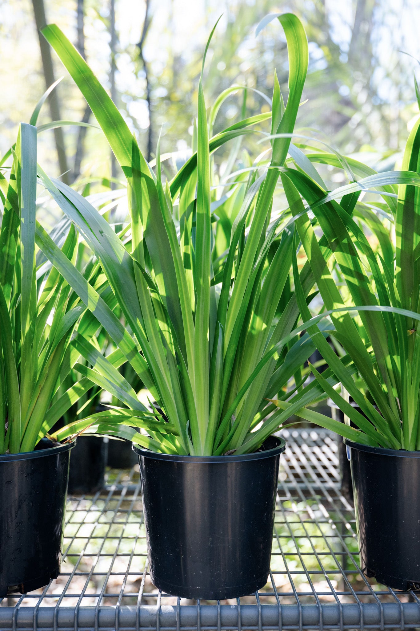 Neomarica northiana (Walking Iris)