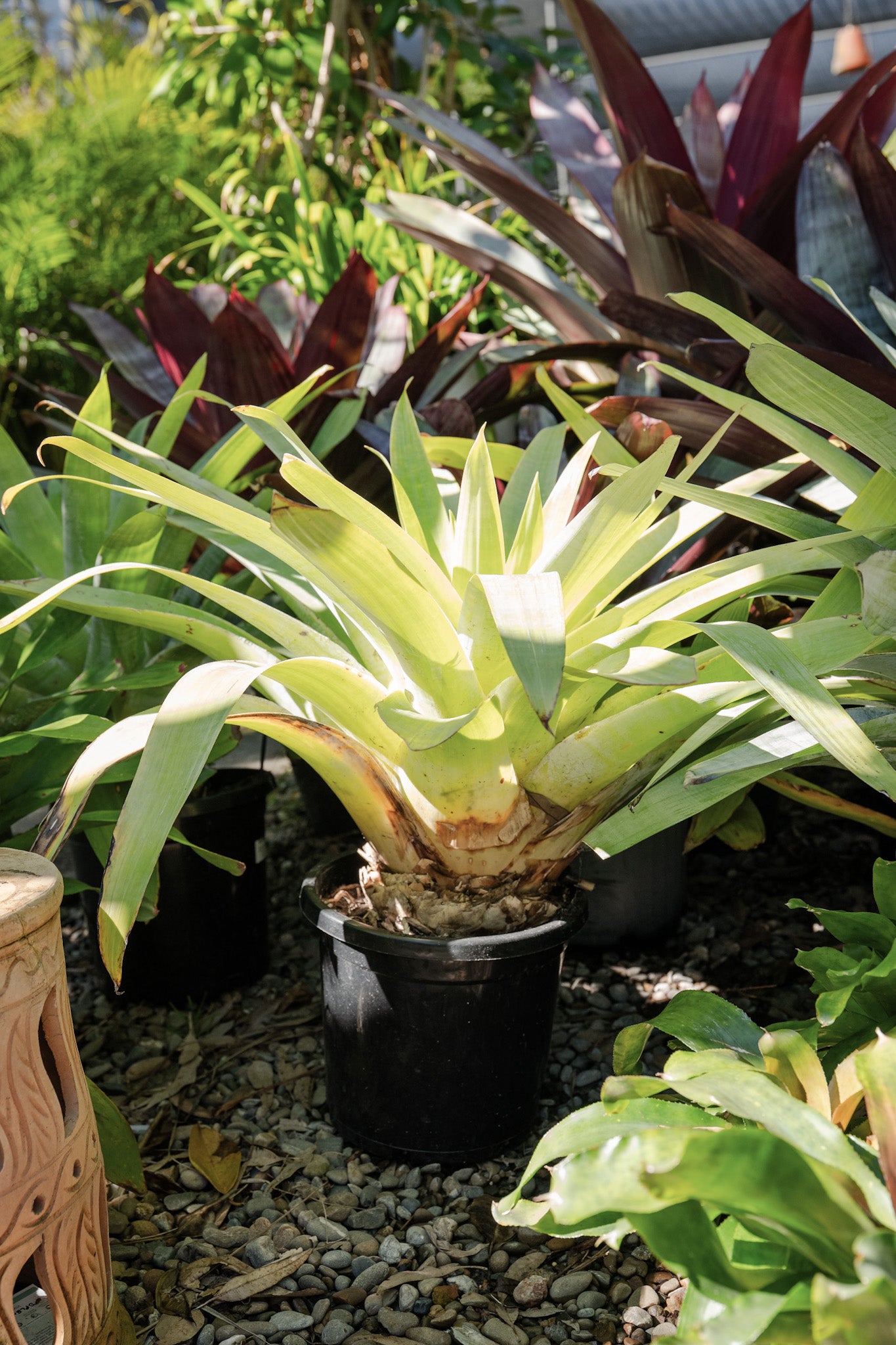 Sun Bromeliad