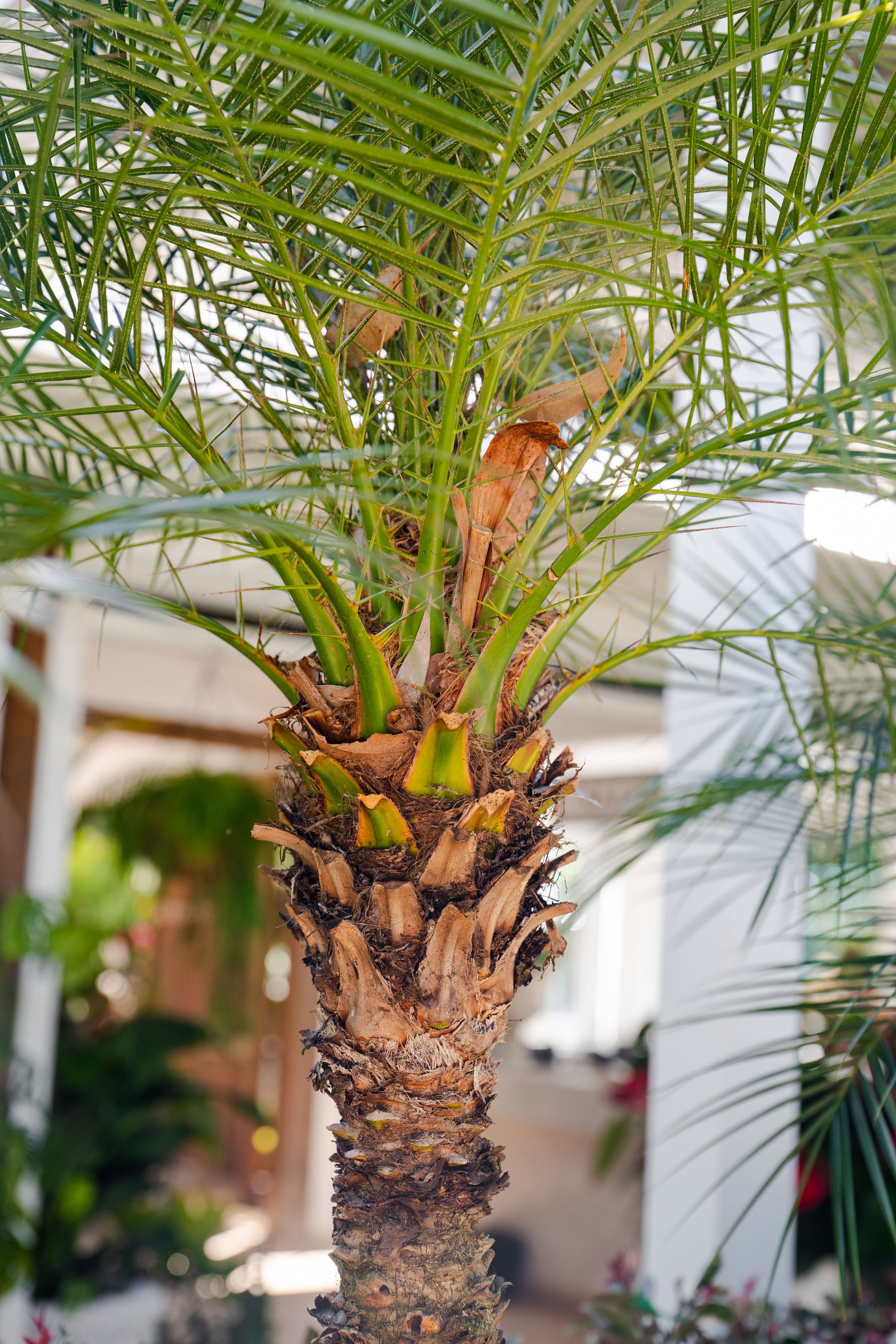 Phoenix roebelini (Dwarf Date Palm)