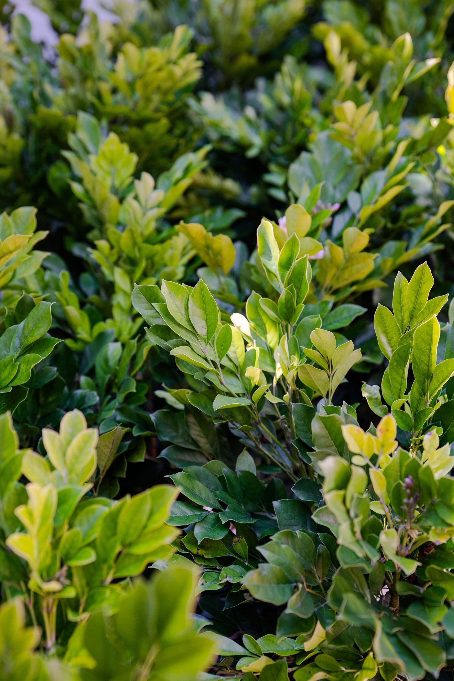 Summerscent (Radermachera)