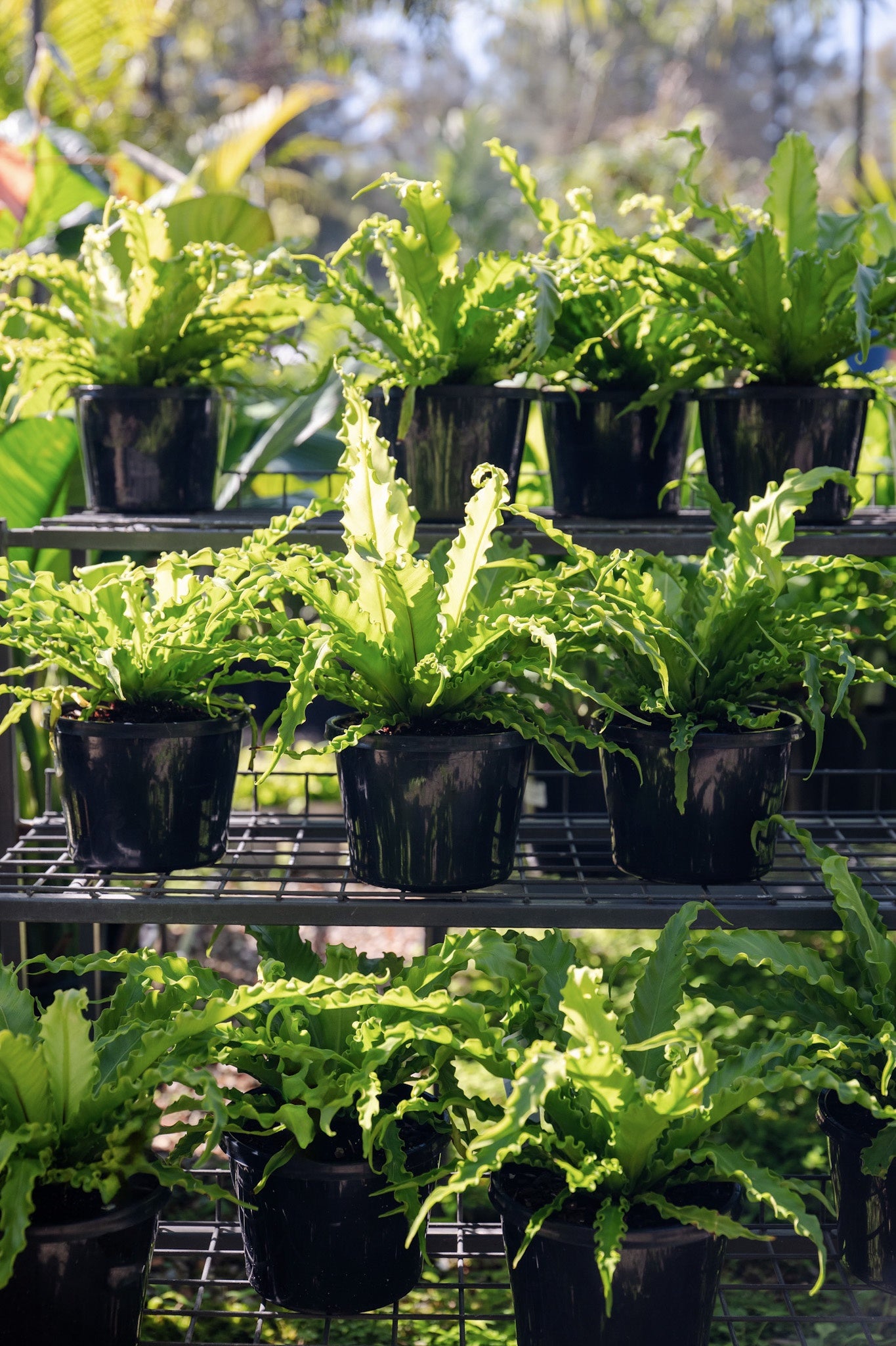 Asplenium 'Osaka' (Birds Nest Fern)