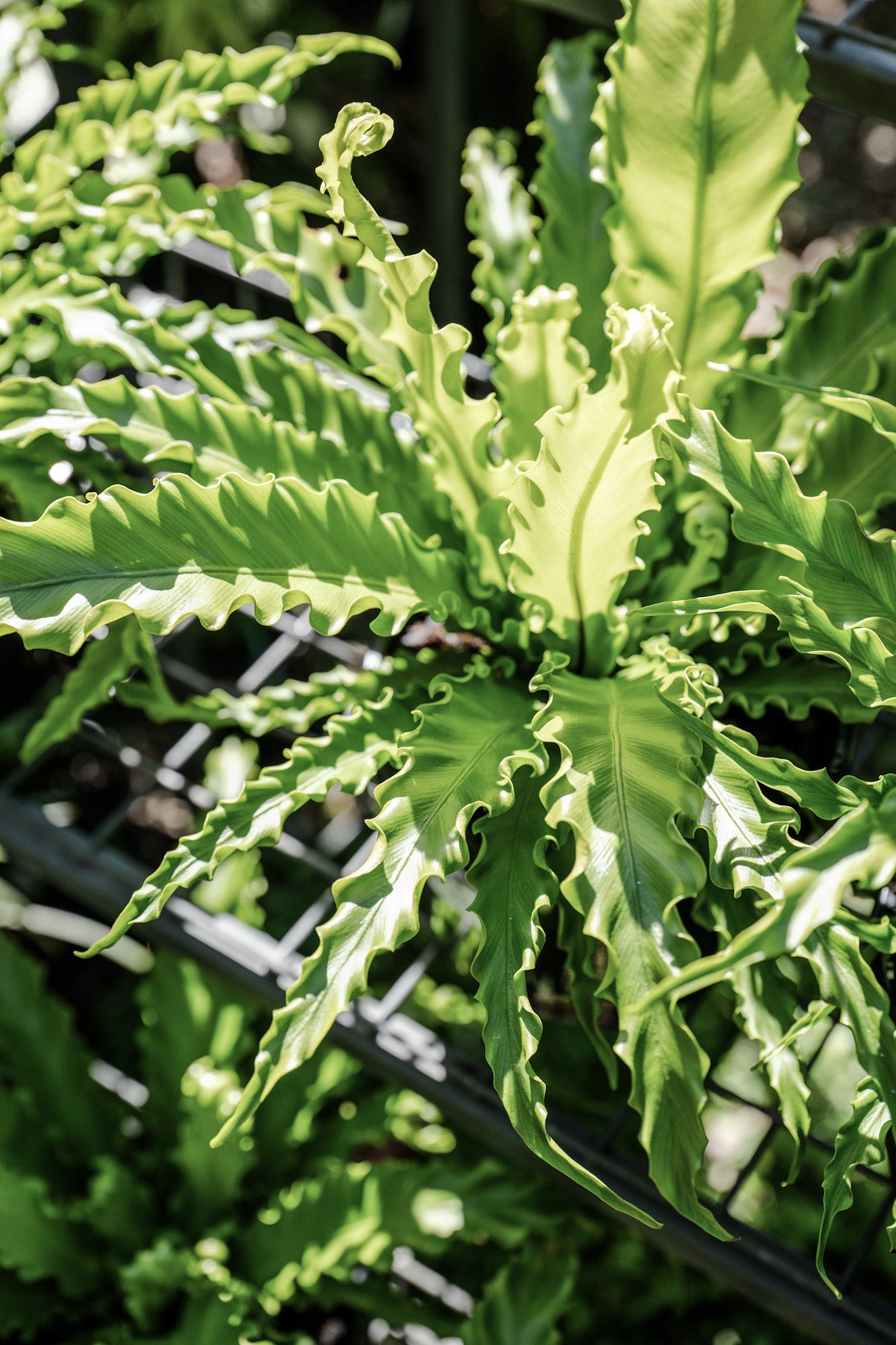 Asplenium 'Osaka' (Birds Nest Fern)