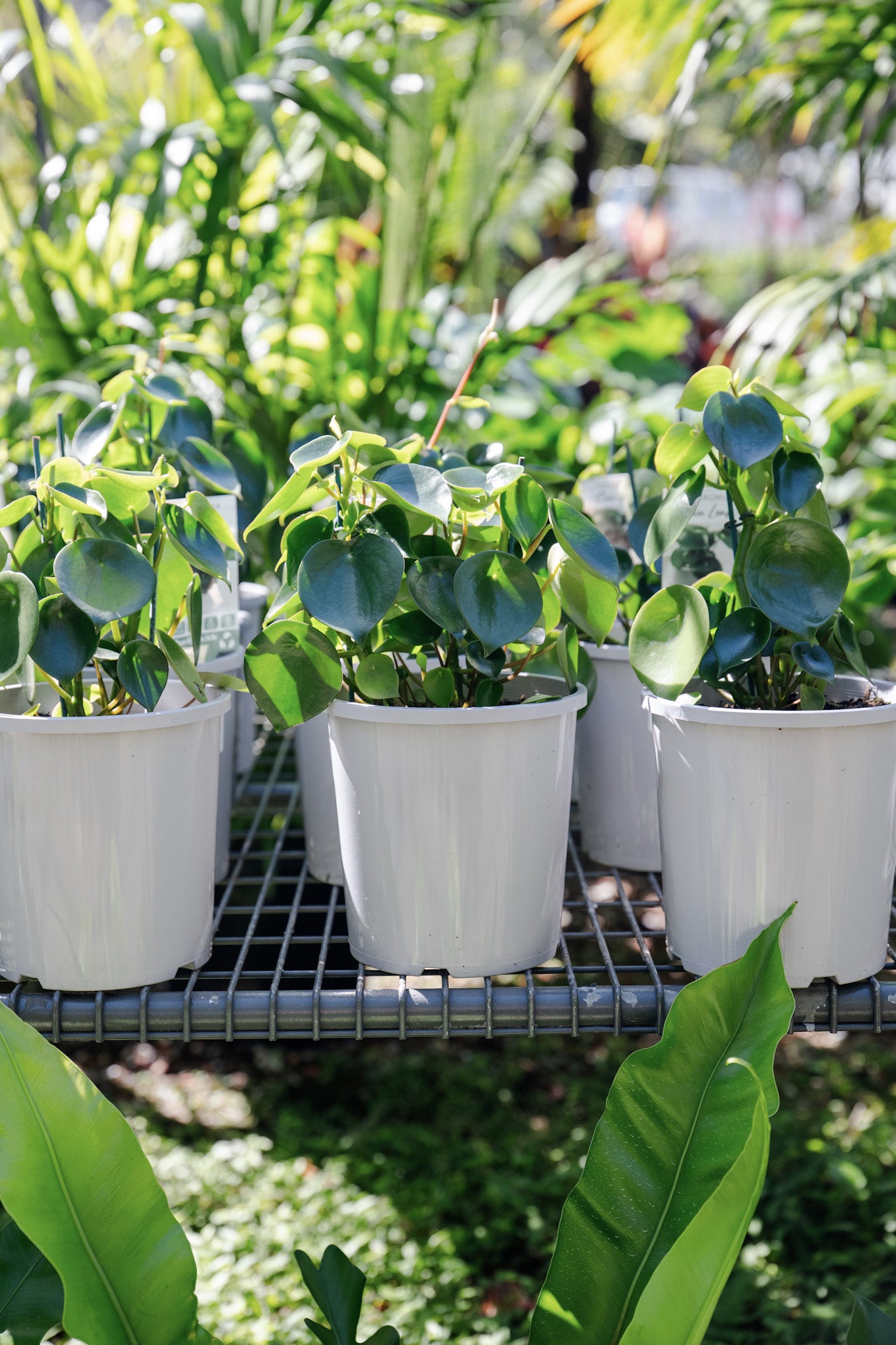 Peperomia polybotrya (Raindrop Peperomia)