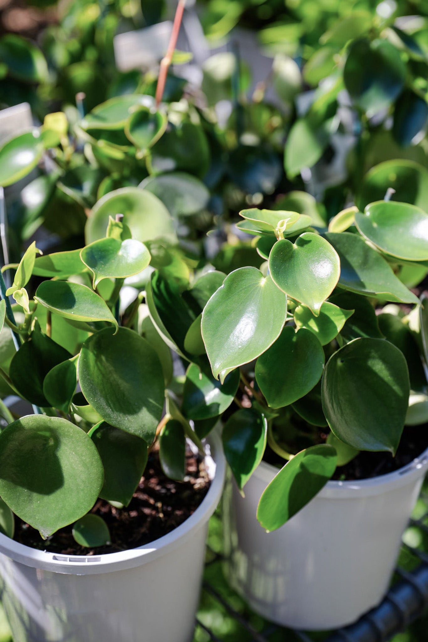 Peperomia polybotrya (Raindrop Peperomia)