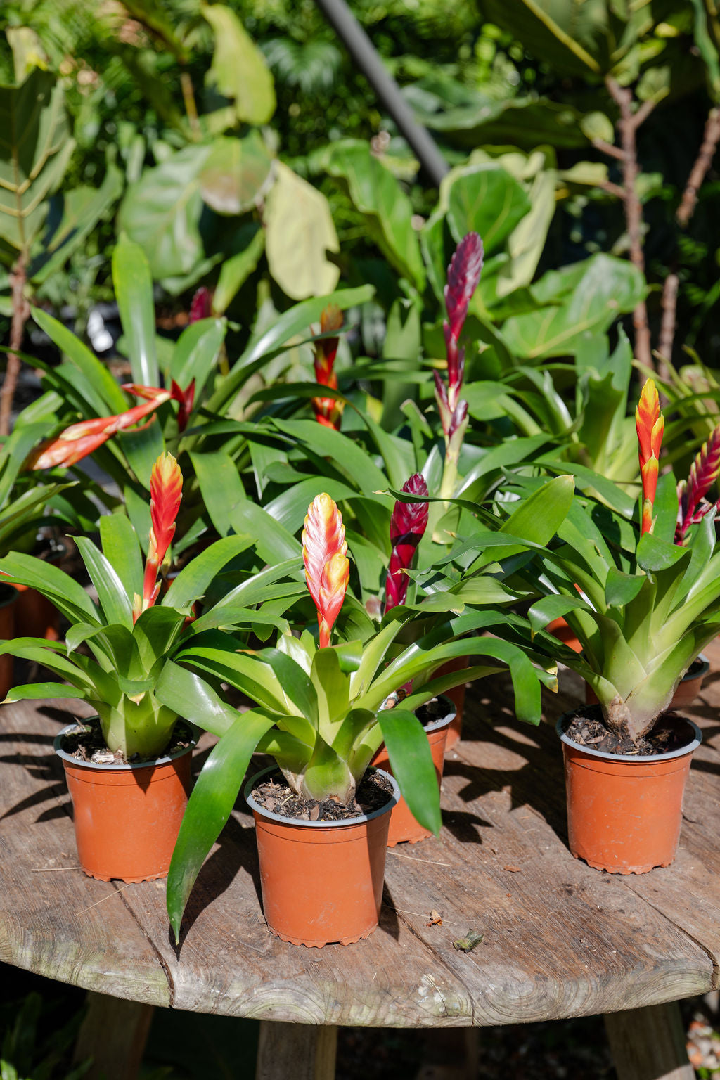 Vriesea (Flaming Sword Bromeliad)