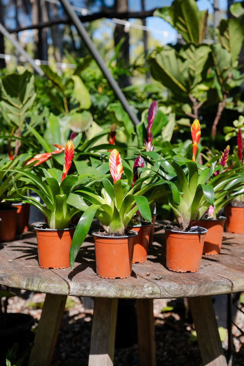 Vriesea (Flaming Sword Bromeliad)