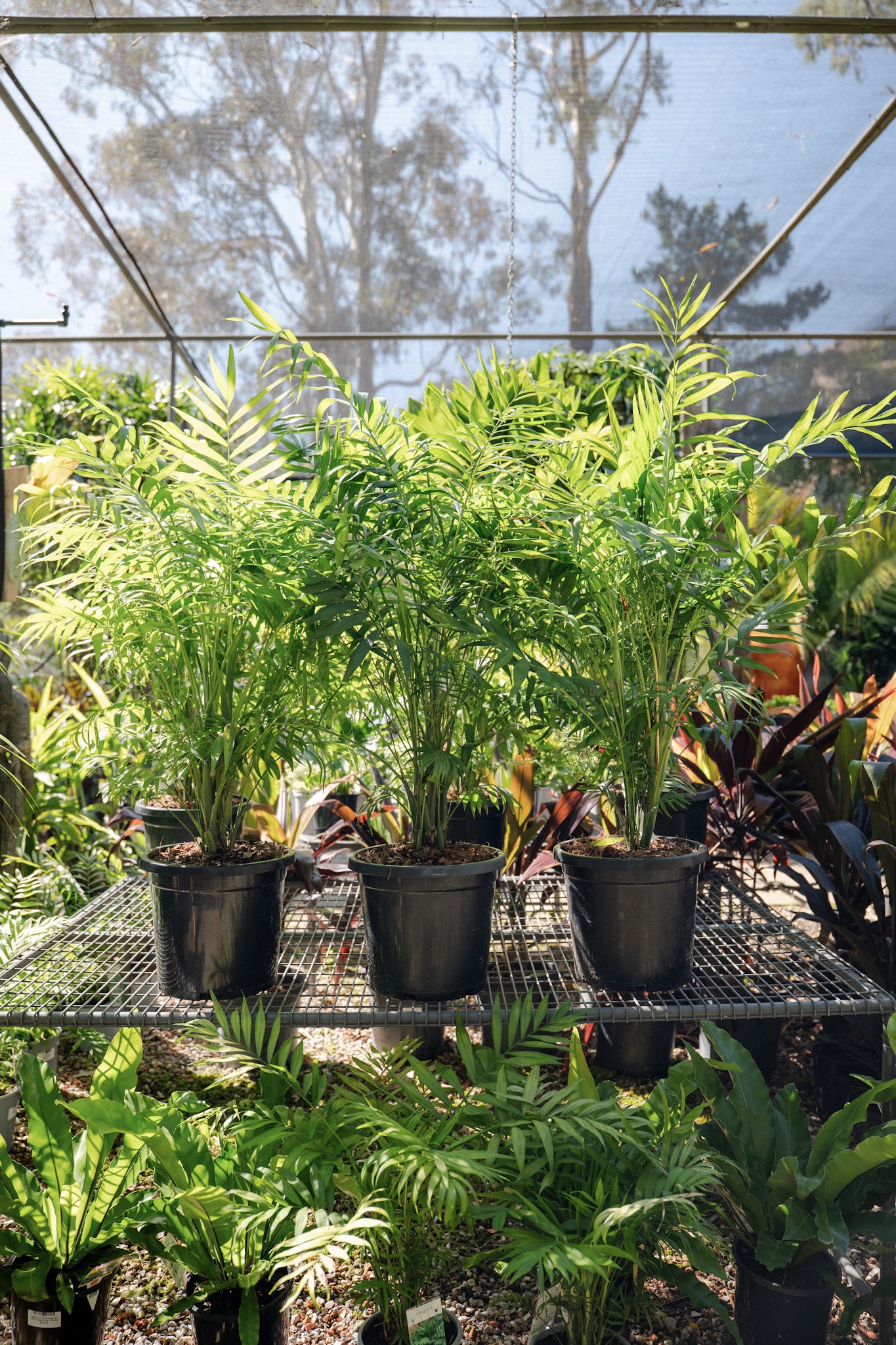 Chamaedorea elegans 'Parlour Palm'
