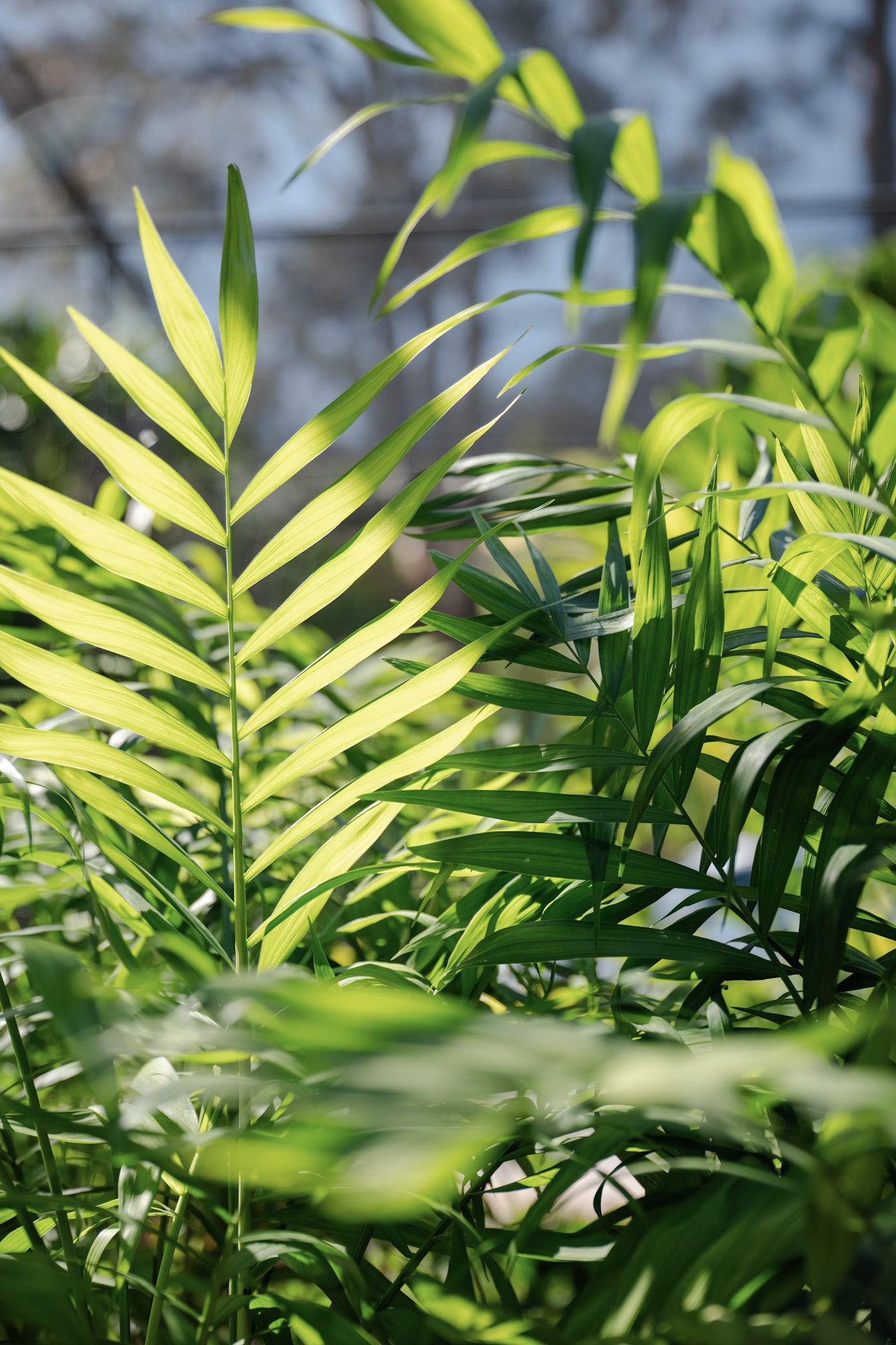 Chamaedorea elegans 'Parlour Palm'