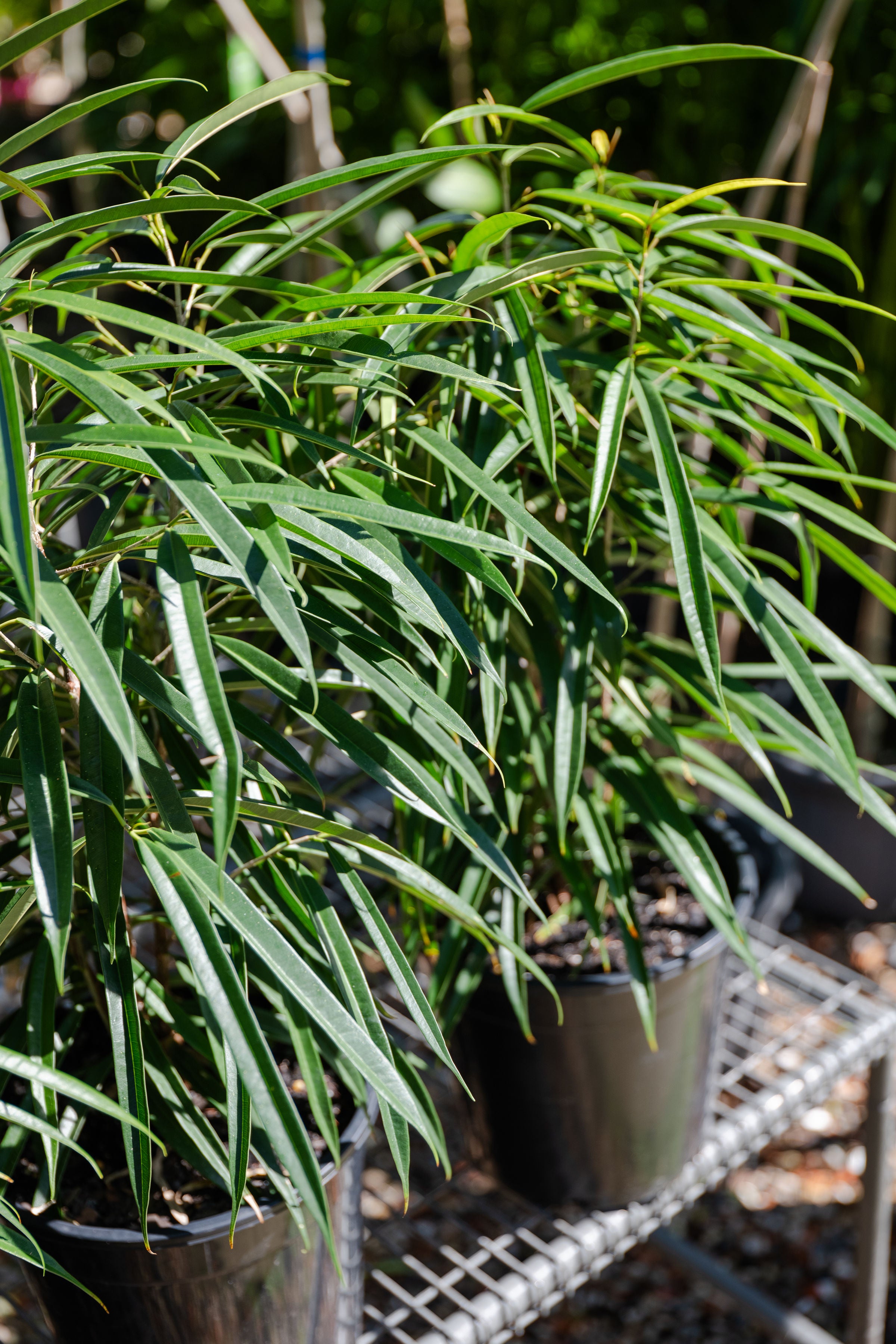 Ficus alii Petite (Petite Banana Leaf Fig)