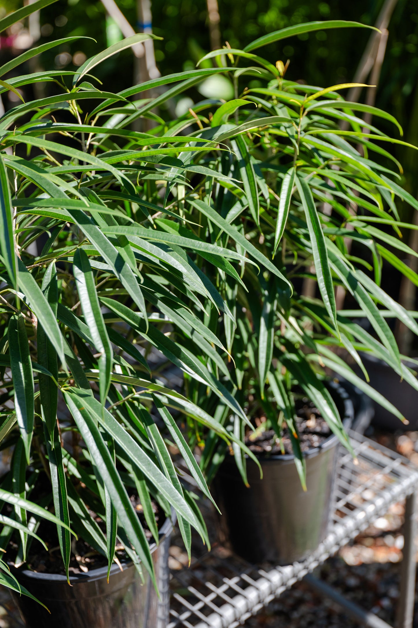 Ficus alii Petite (Petite Banana Leaf Fig)