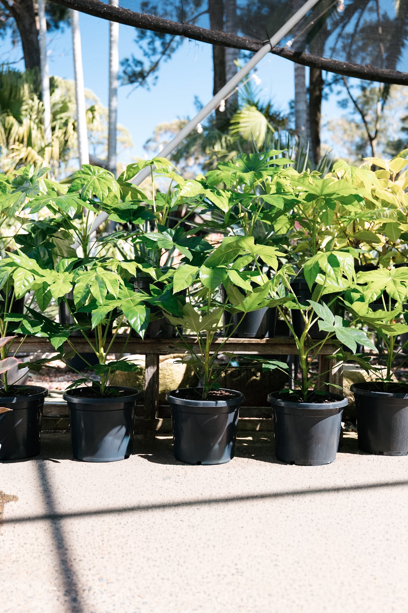 Fatsia japonica (Japanese Aralia)