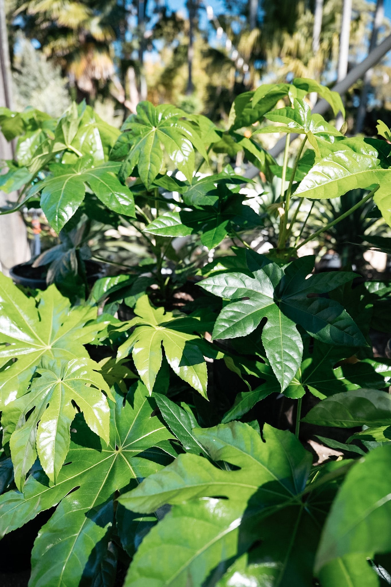 Fatsia japonica (Japanese Aralia)