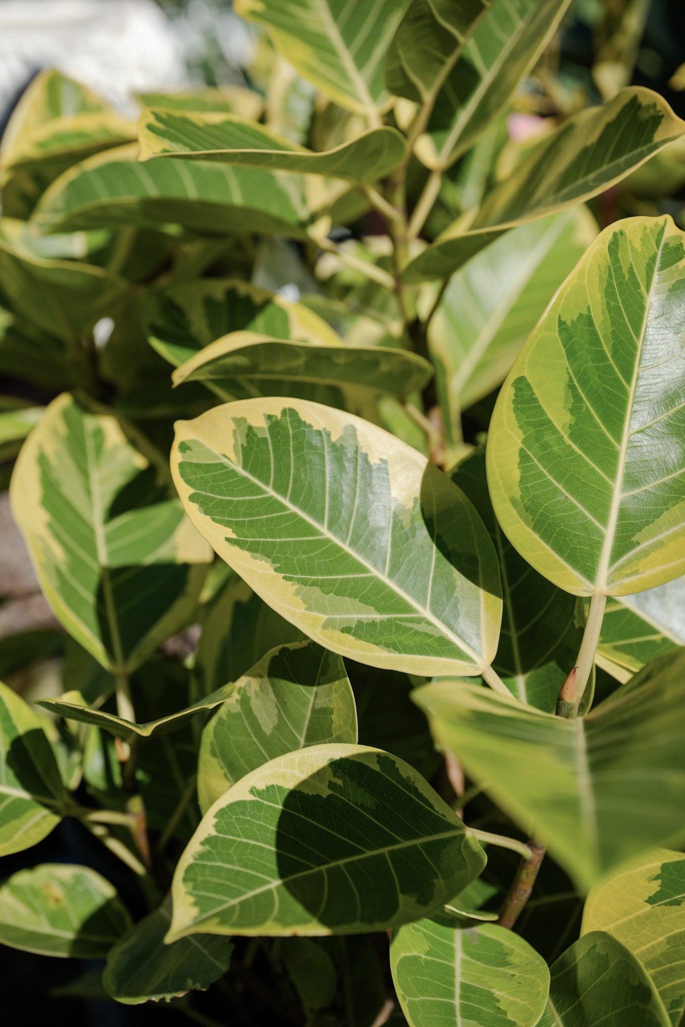 yellow rubber tree Ficus elastica 'Lime Splice' (Rubber Tree) – The Palms Sydney