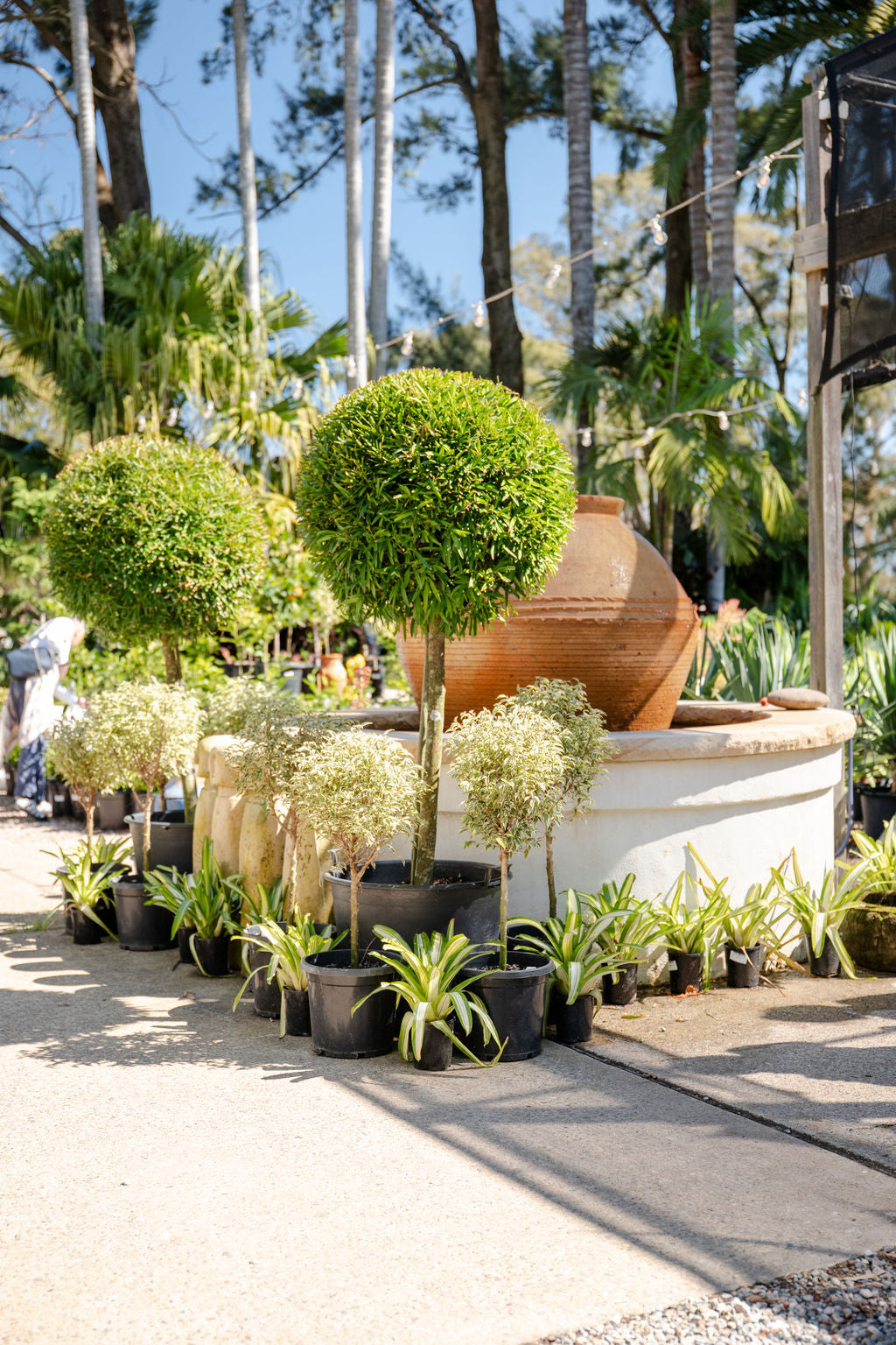 Ficus hillii 'Emerald' (Hills Weeping Fig) Standard